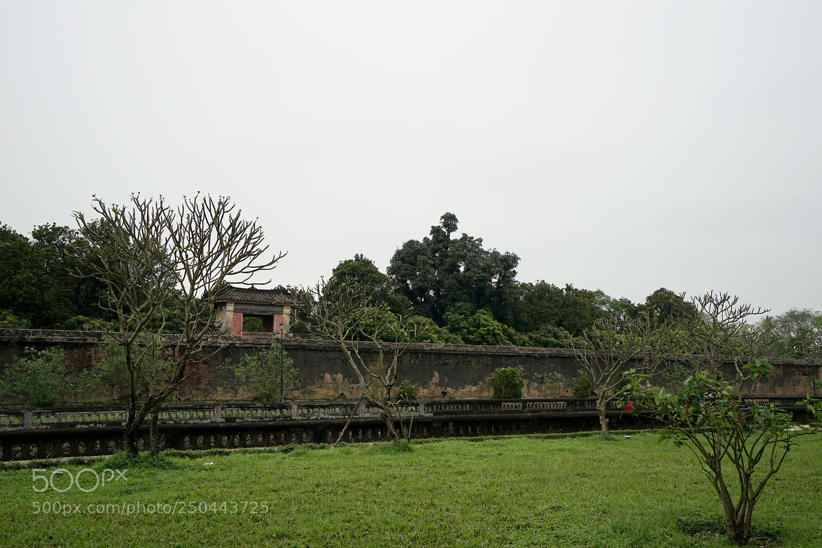 Sony a7 II sample photo. Green photography
