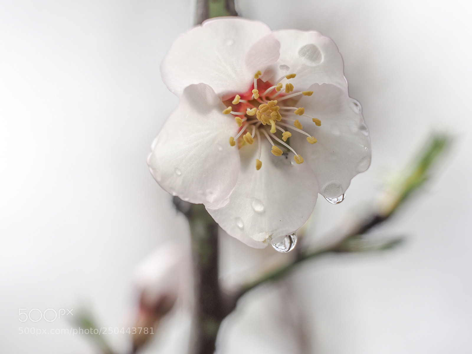 Olympus OM-D E-M1 Mark II sample photo. Flor del almendro. photography