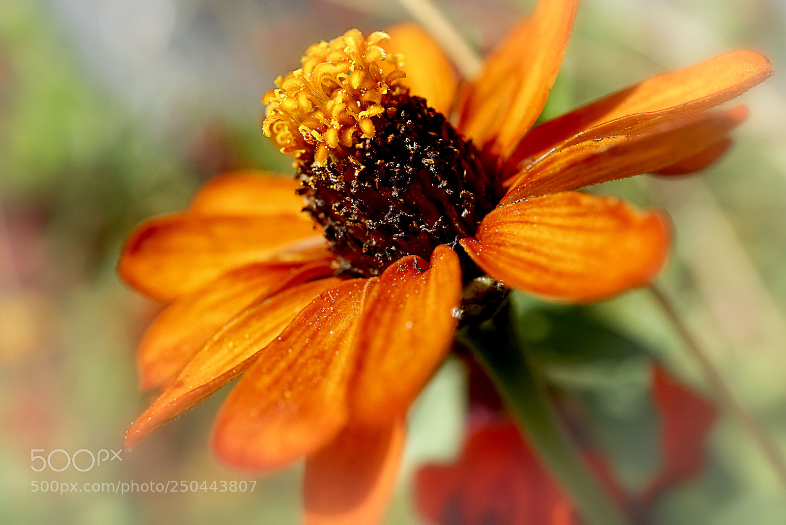 Sony a7 sample photo. Happiness photography