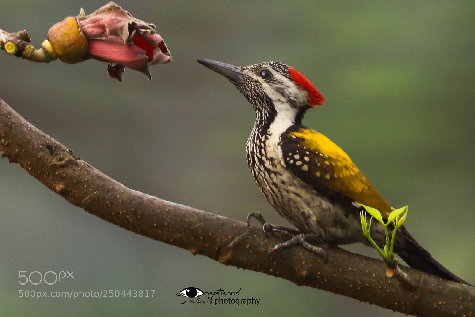 Canon EOS 6D Mark II sample photo. Lesser flameback woodpecker photography