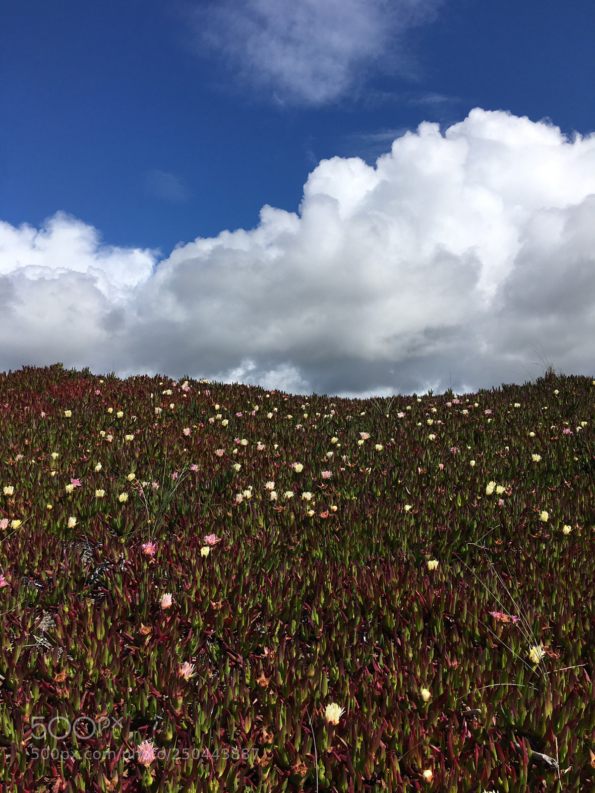 Apple iPhone 6s Plus sample photo. Succulent field photography