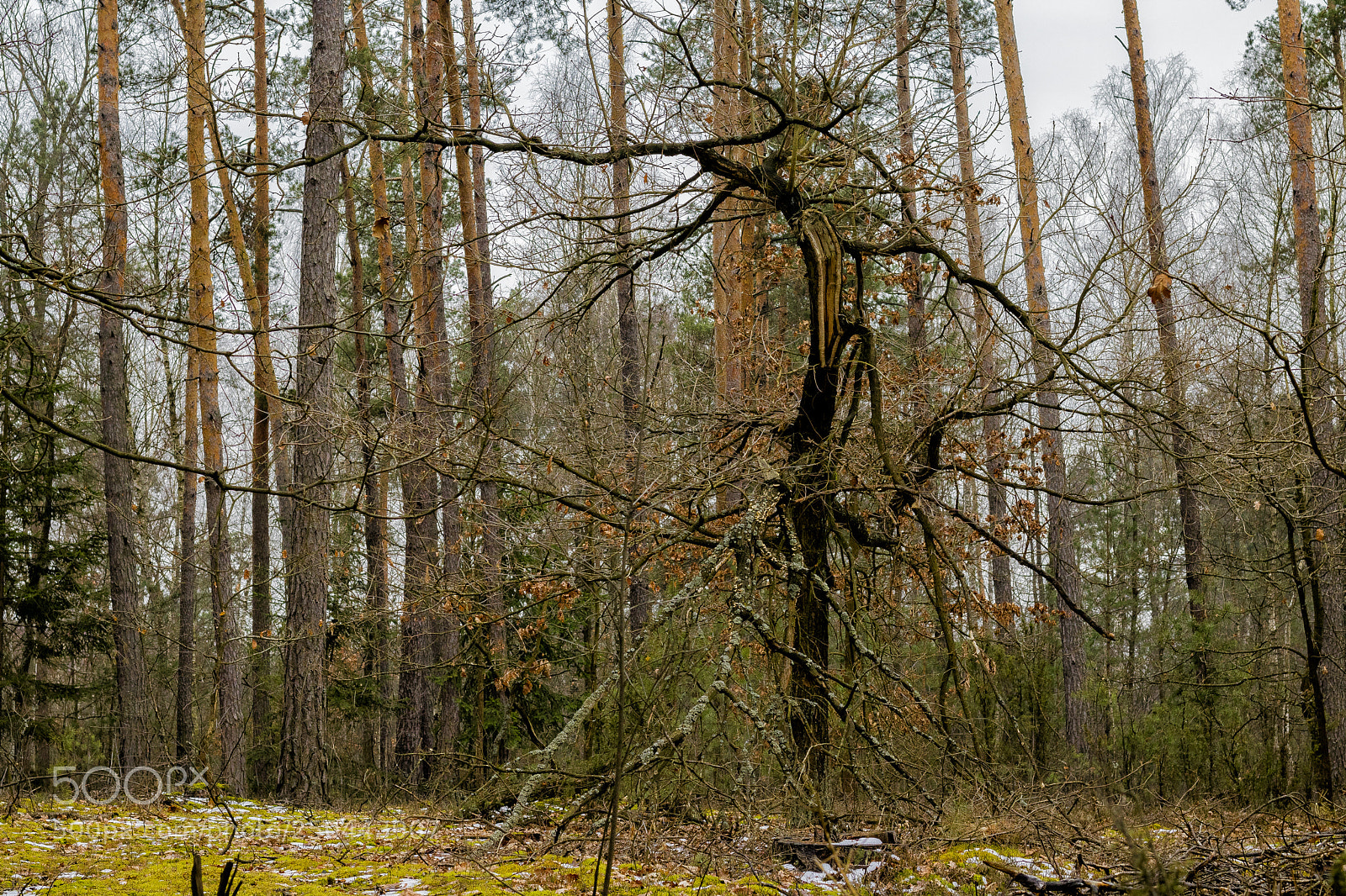 Canon EOS 760D (EOS Rebel T6s / EOS 8000D) sample photo. Forest impressions ;-) photography