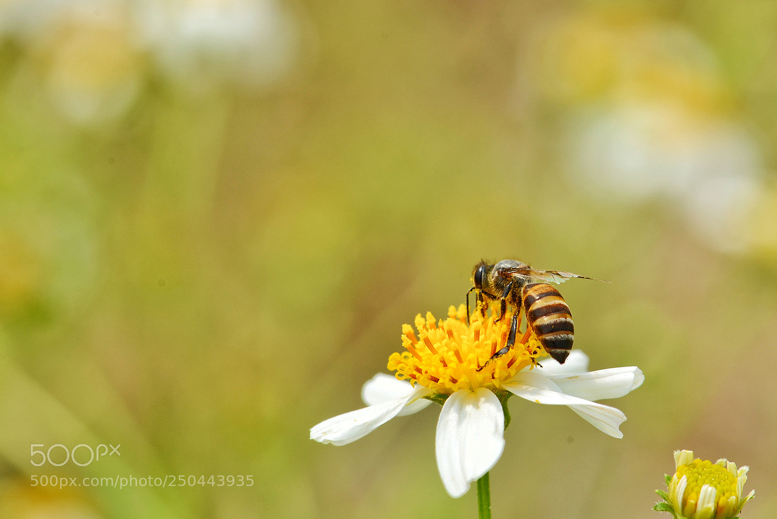 Nikon D600 sample photo. Little bee on flower photography