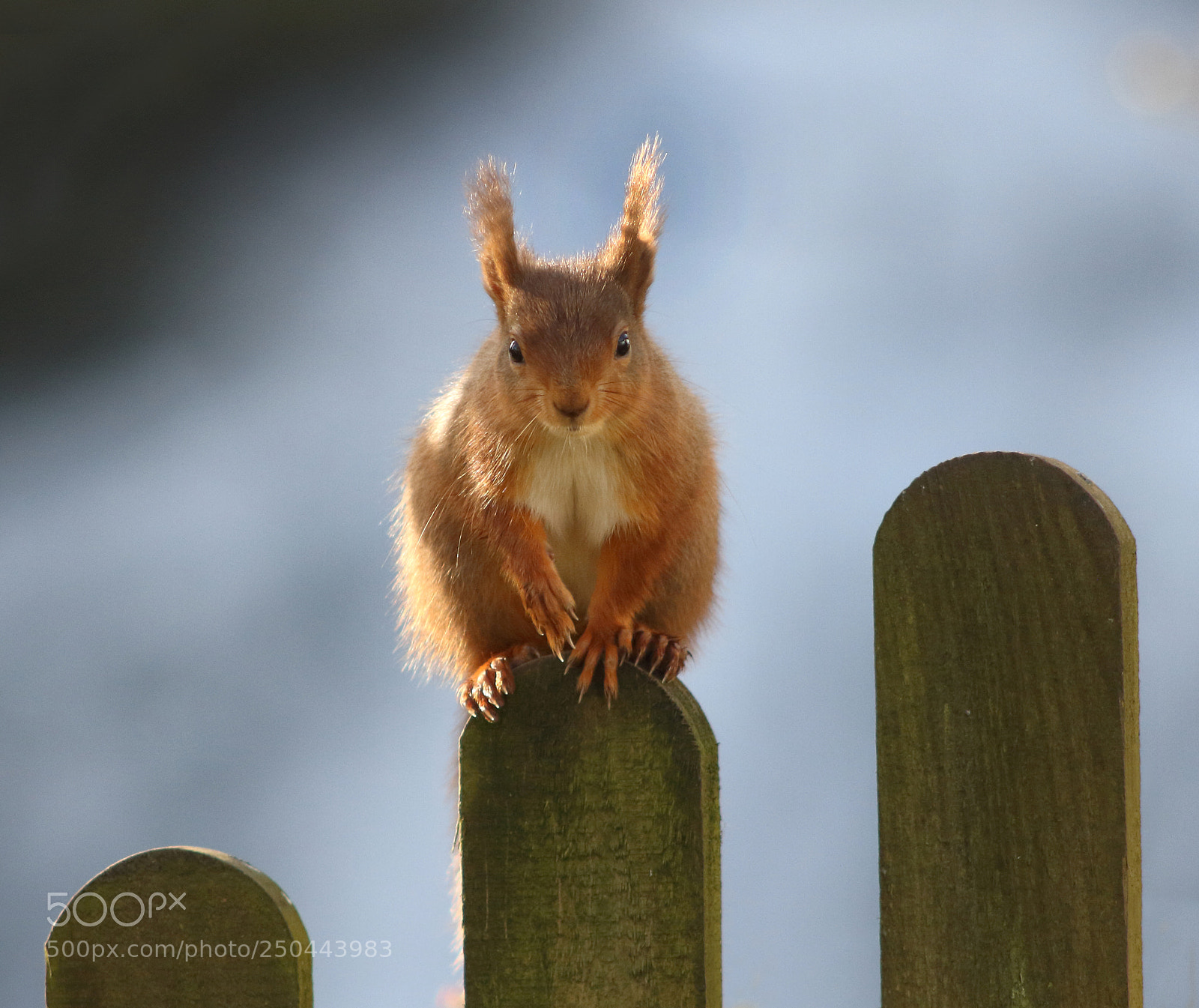 Canon EOS 7D sample photo. Perching red squirrel photography