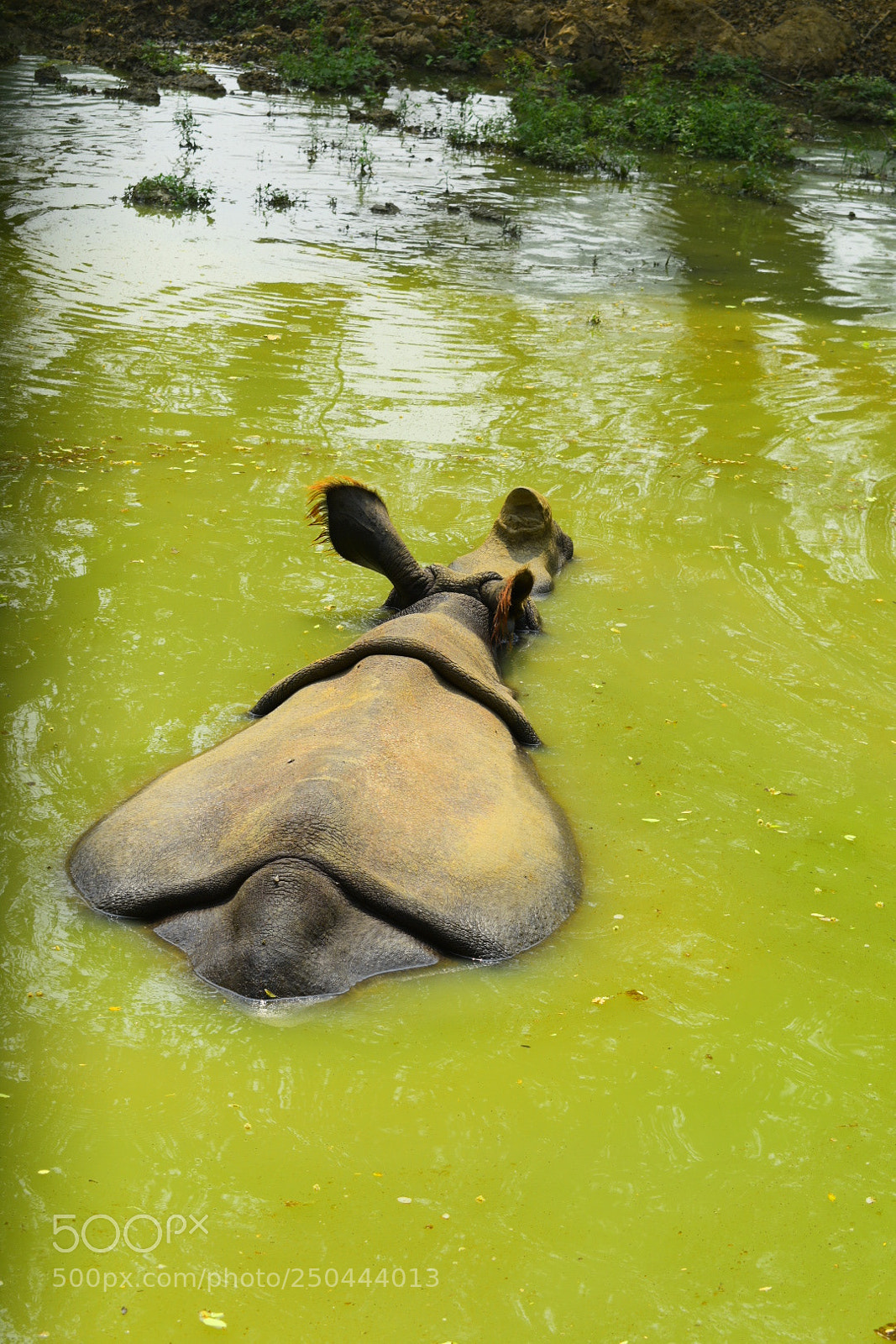Nikon D3400 sample photo. In 2 green photography