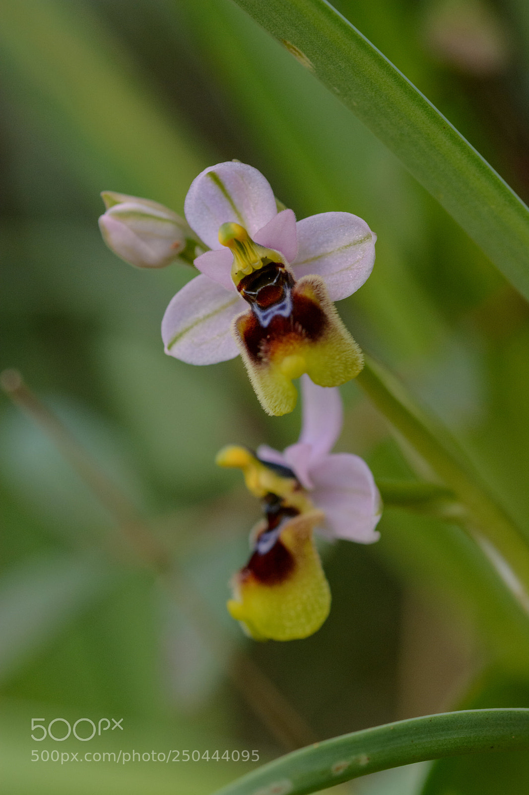 Nikon D7100 sample photo. Wild orchid photography