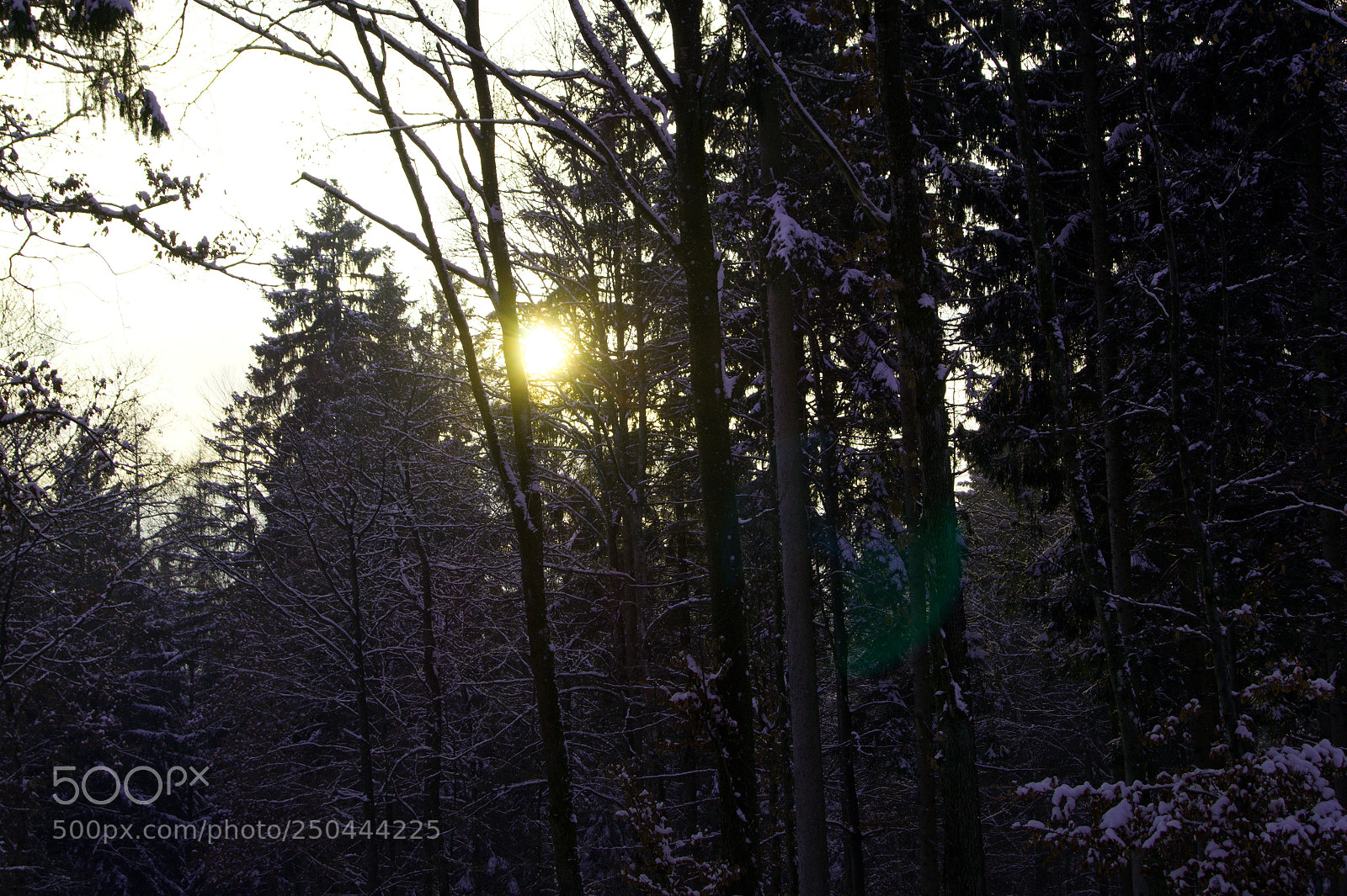 Sony SLT-A58 sample photo. Snowy sunset forest photography