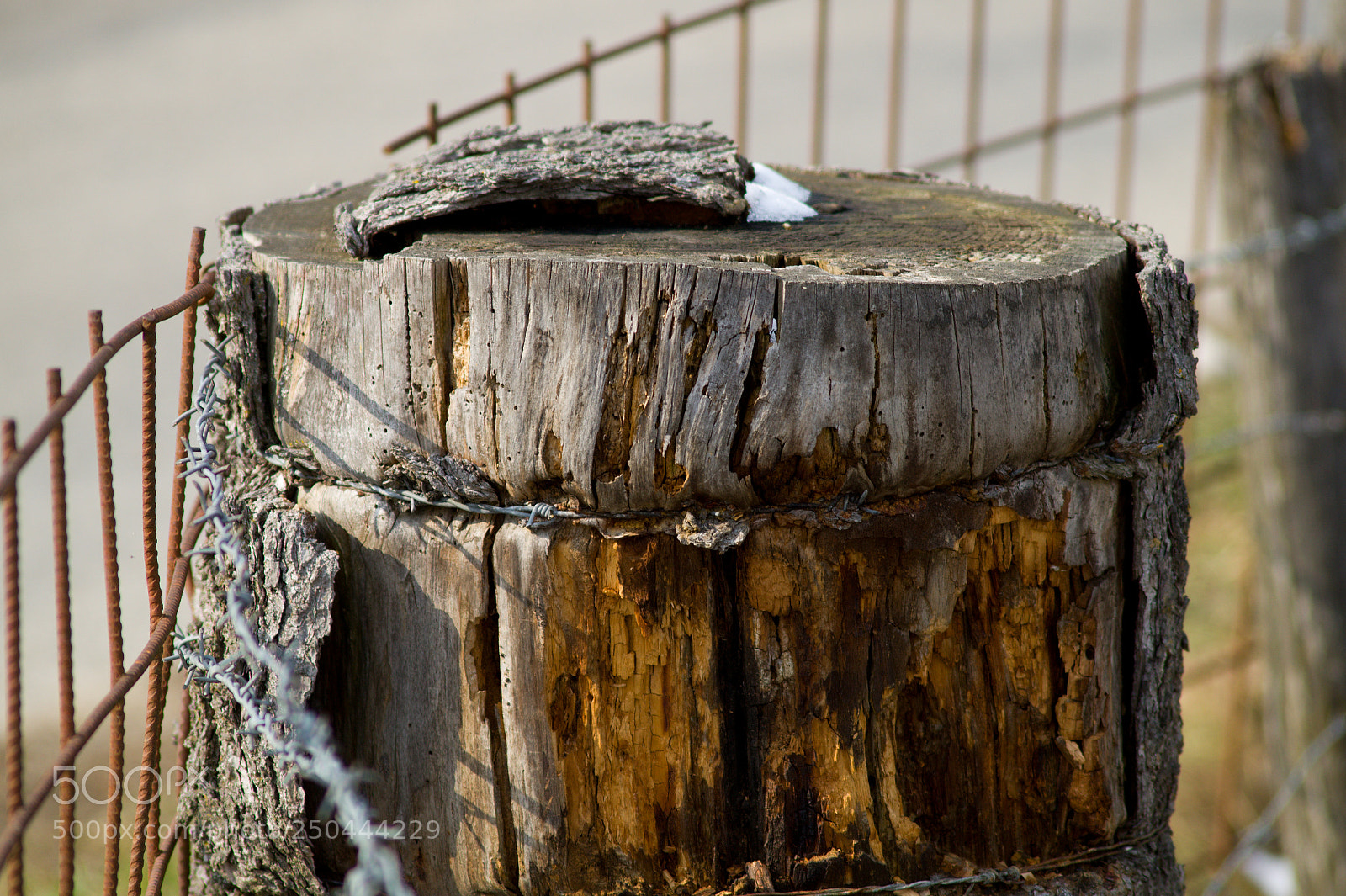 Sony SLT-A58 sample photo. Stacheldrahtbaumstamm photography