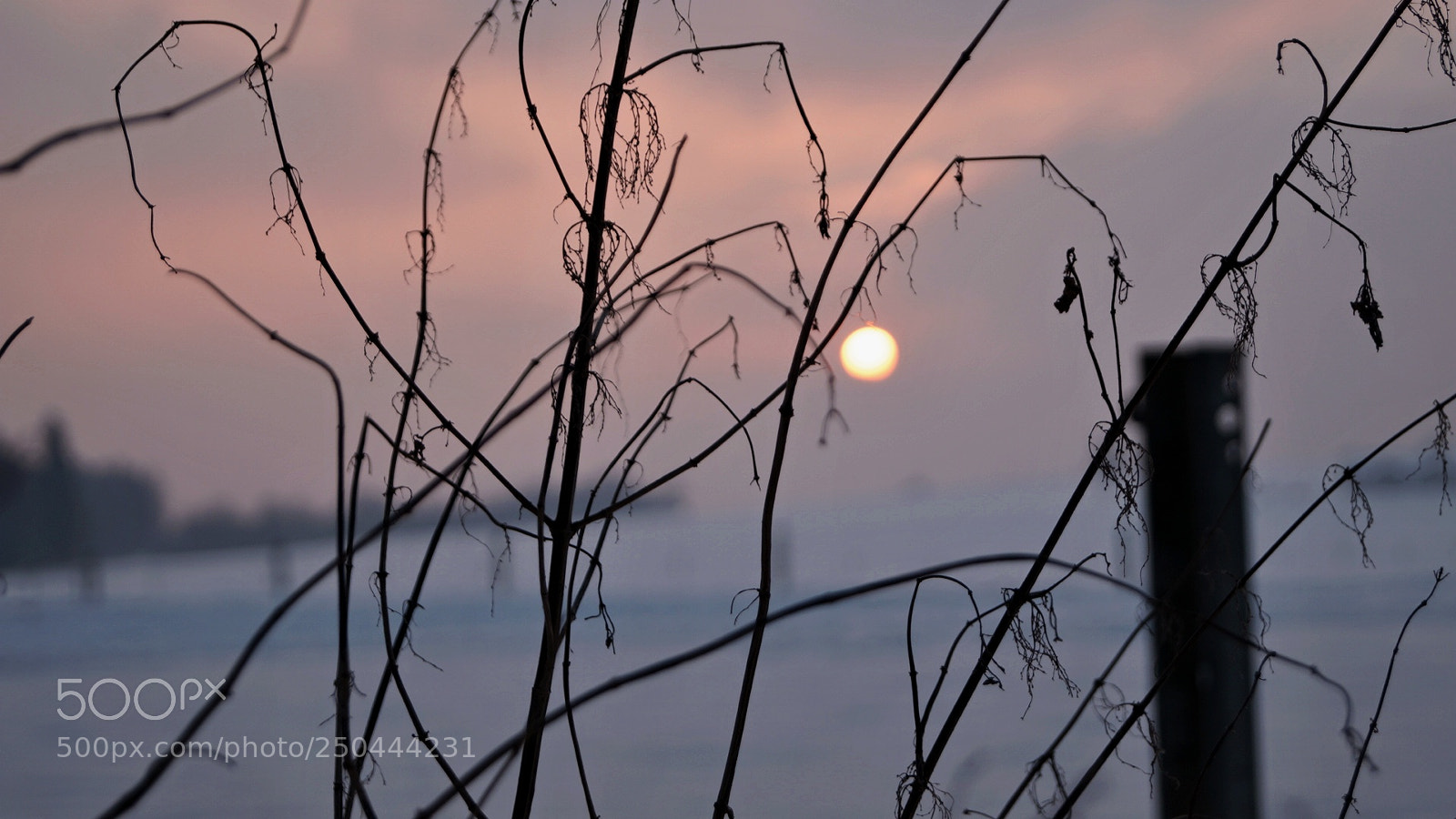 Sony SLT-A58 sample photo. Macro sunset photography