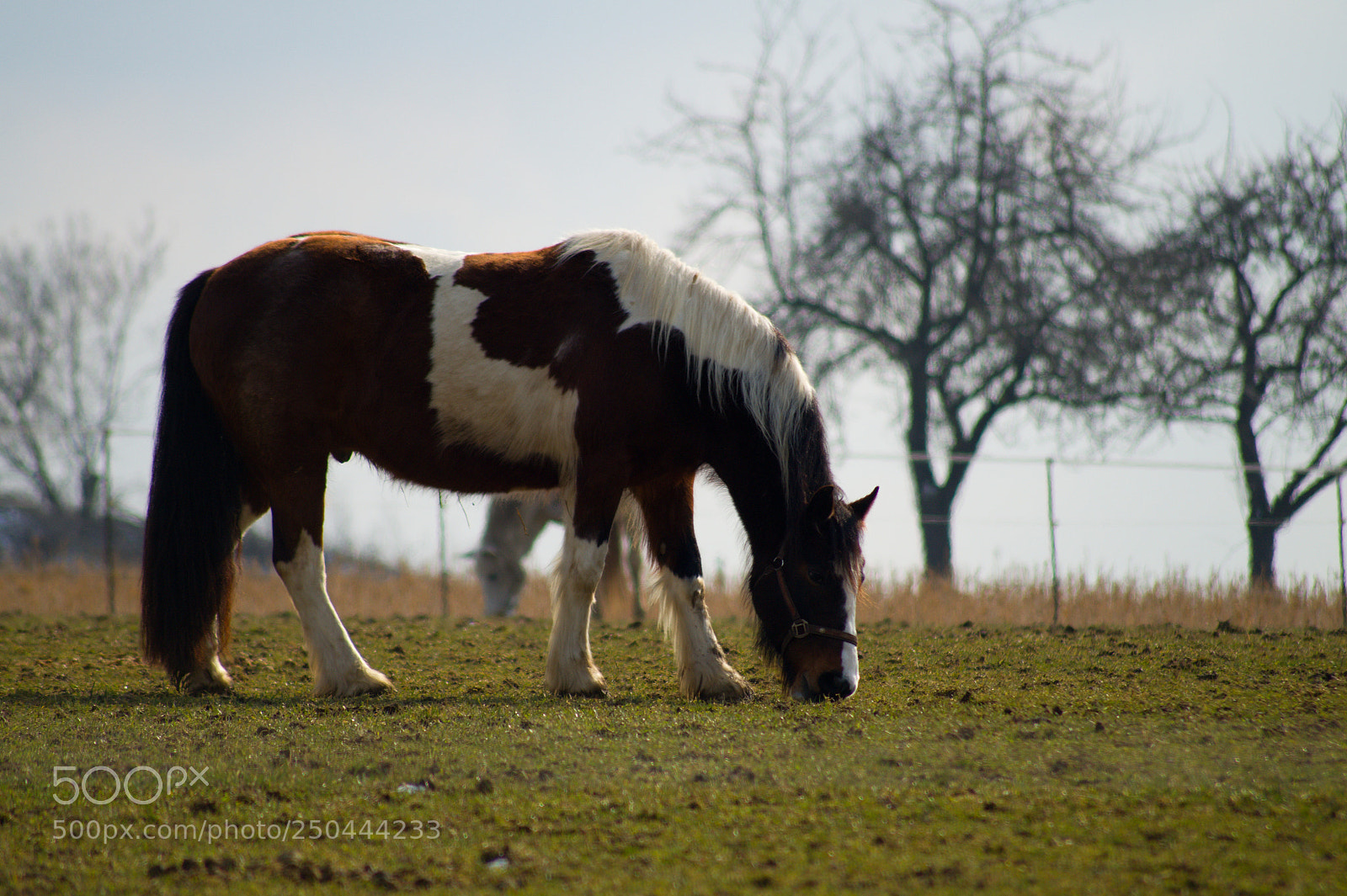 Sony SLT-A58 sample photo. Flecki photography