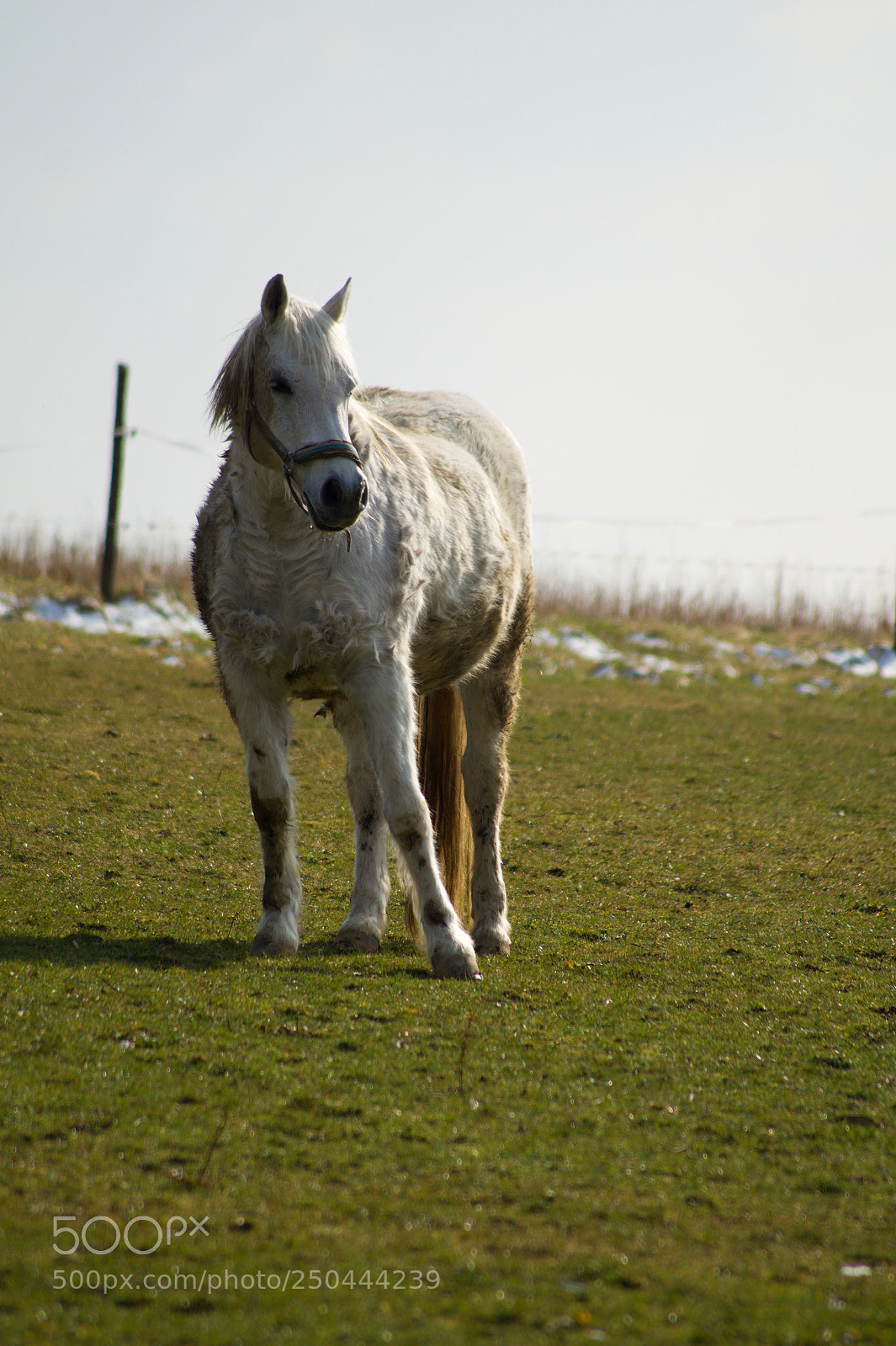 Sony SLT-A58 sample photo. Pferdinant photography