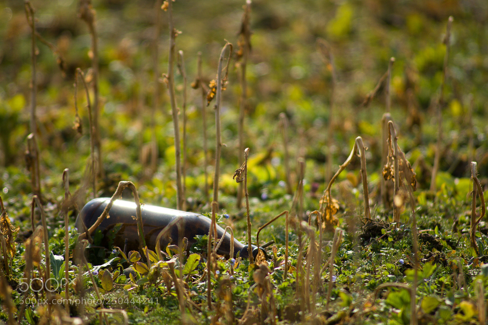 Sony SLT-A58 sample photo. Wild bottlebeer photography