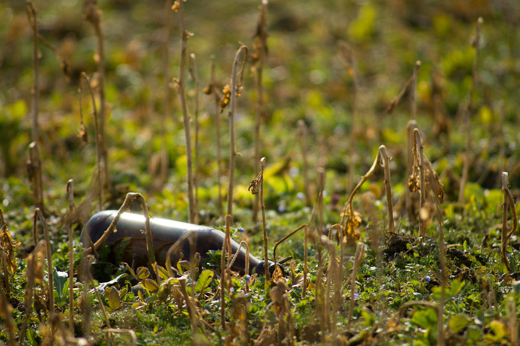 Wild Bottlebeer by JN Sany on 500px.com