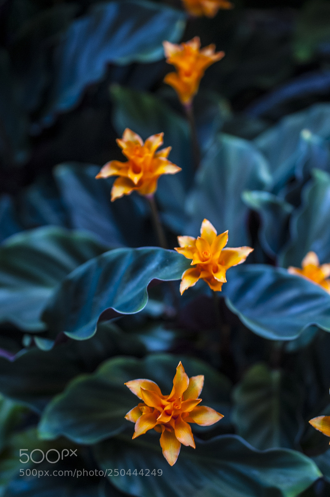 Nikon D700 sample photo. Inkakrona in swedish, lat photography