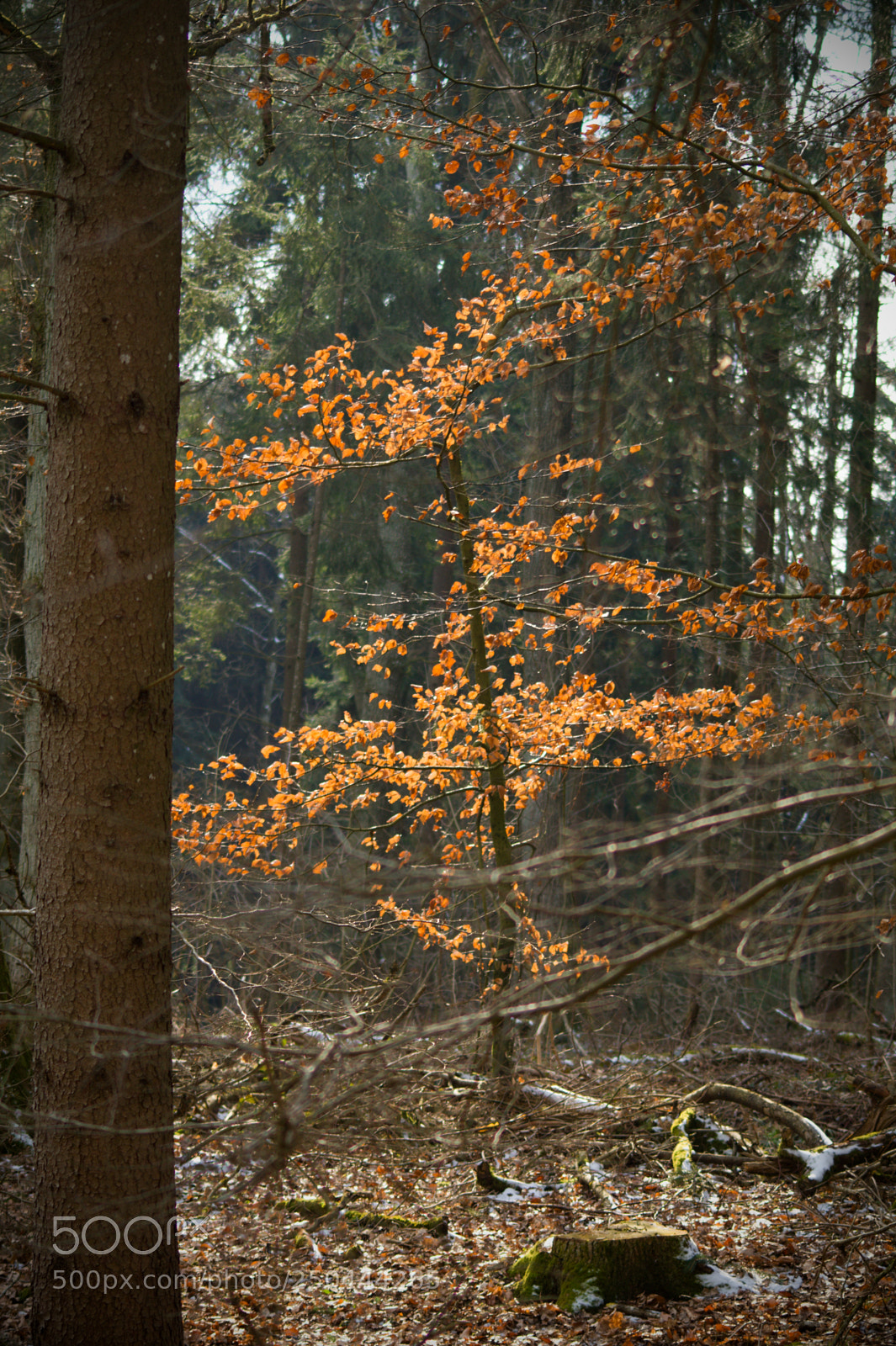 Sony SLT-A58 sample photo. Orange tree photography