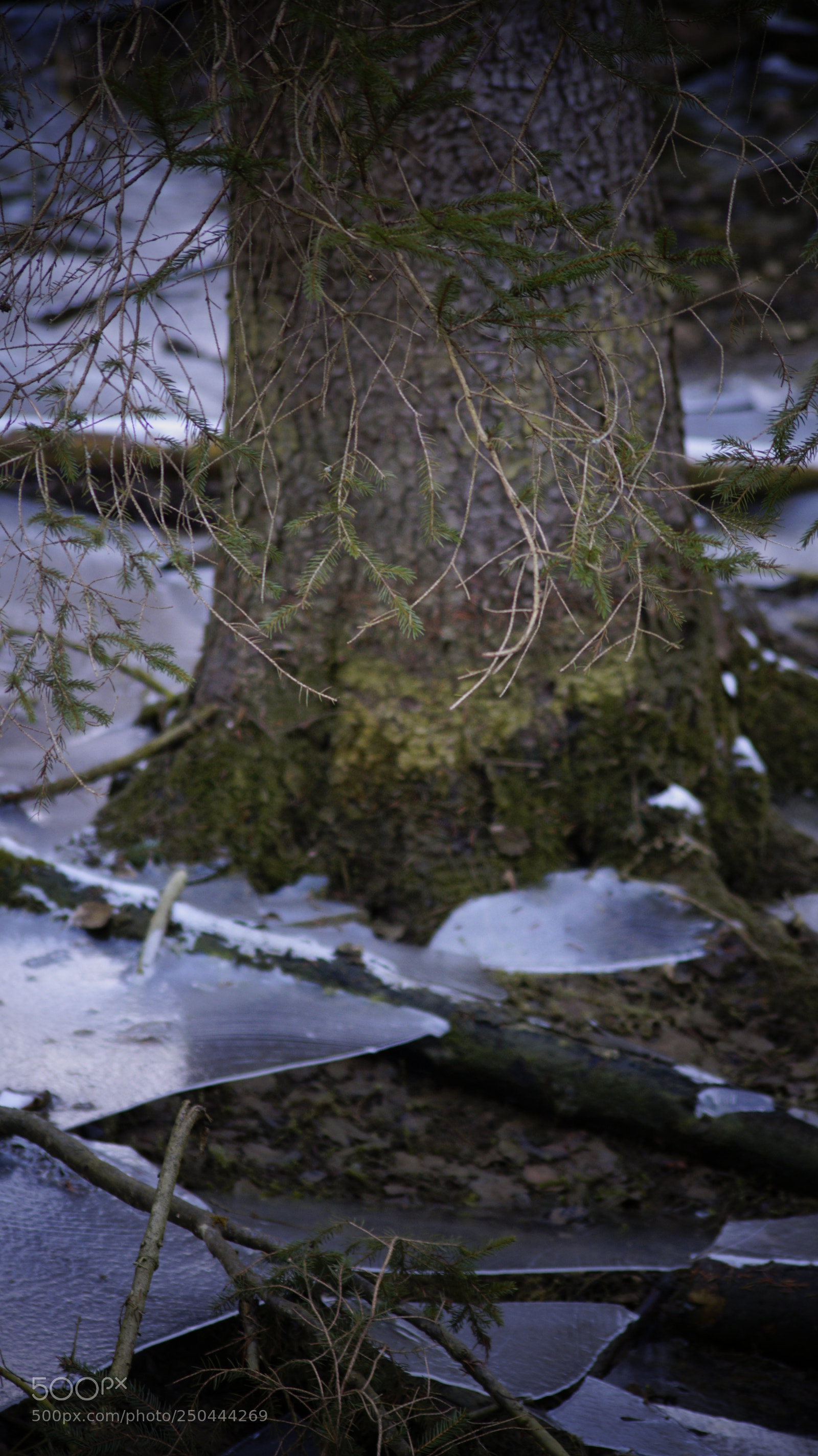Sony SLT-A58 sample photo. Lonely ice ii photography