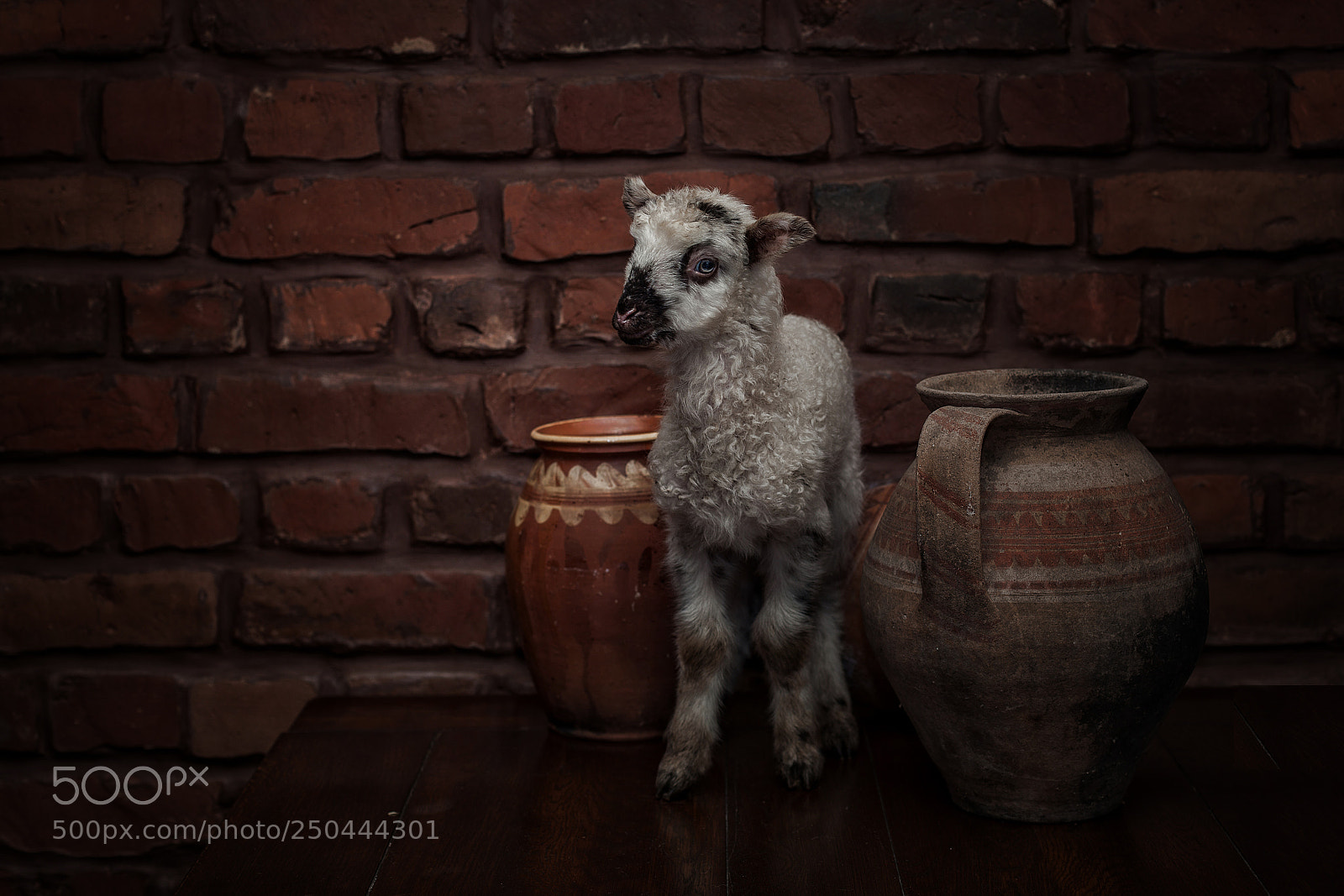 Canon EOS 5D Mark II sample photo. Still  life with lamb photography
