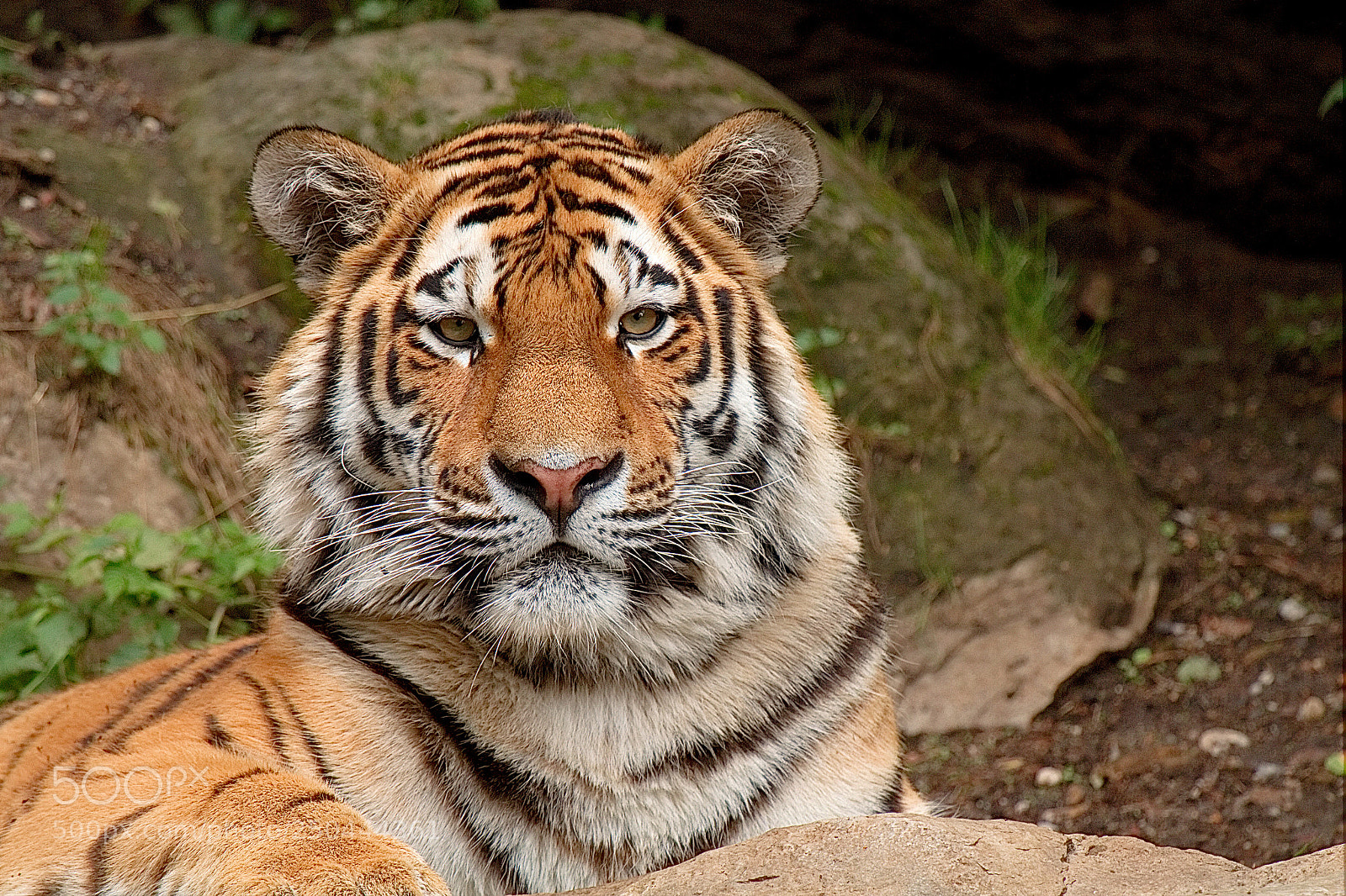 Canon EOS 7D sample photo. Siberian tiger photography