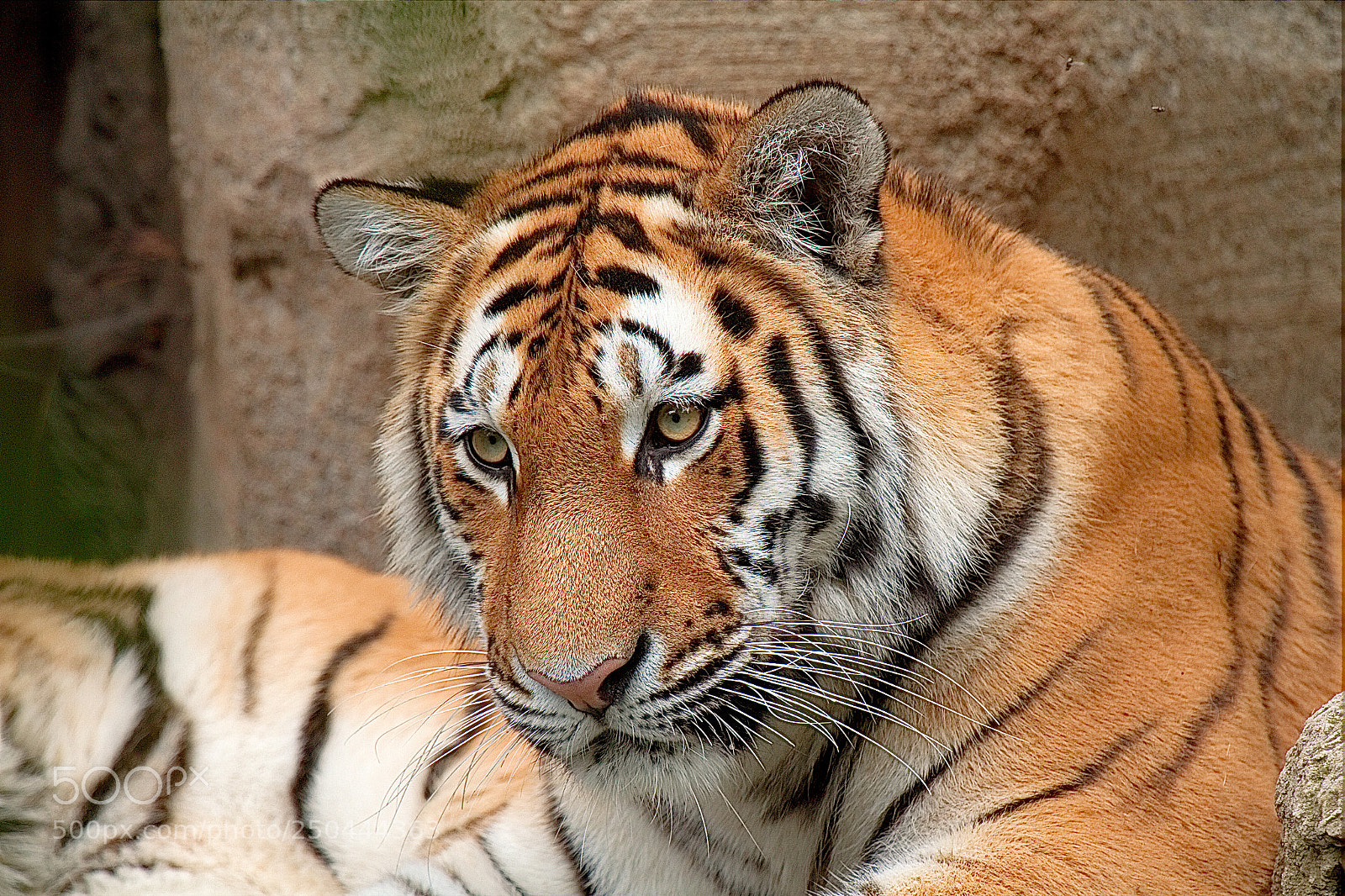 Canon EOS 7D sample photo. Siberian tiger photography