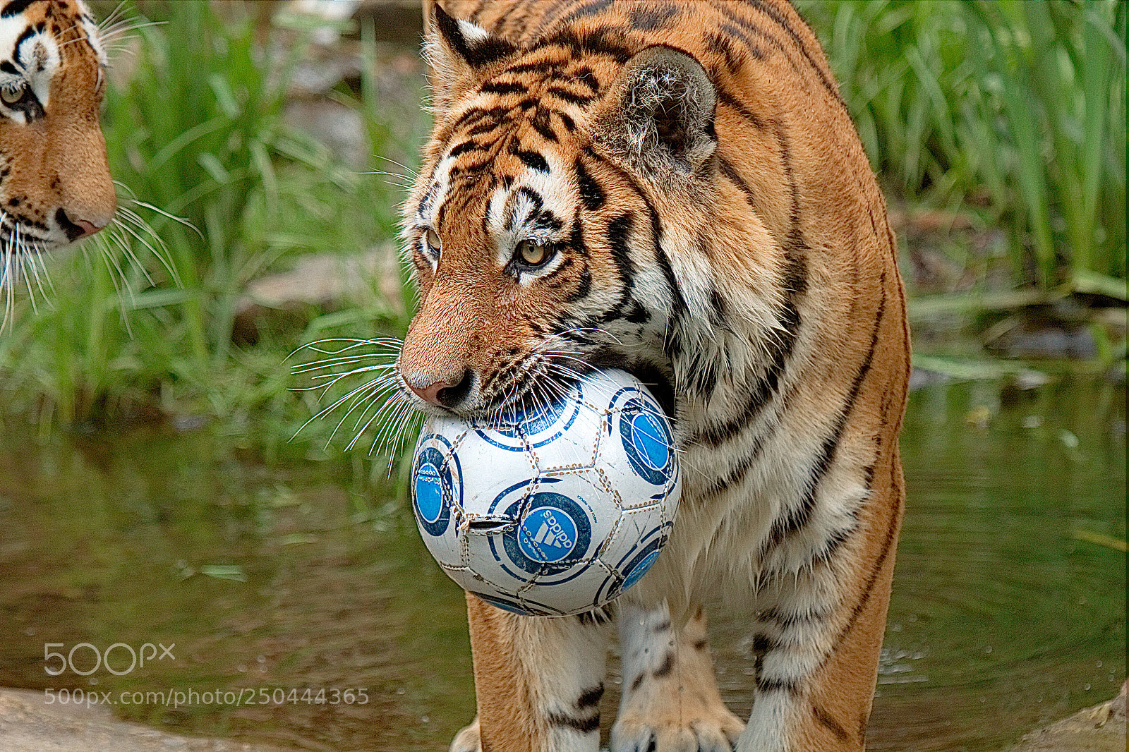 Canon EOS 7D sample photo. Siberian tiger photography