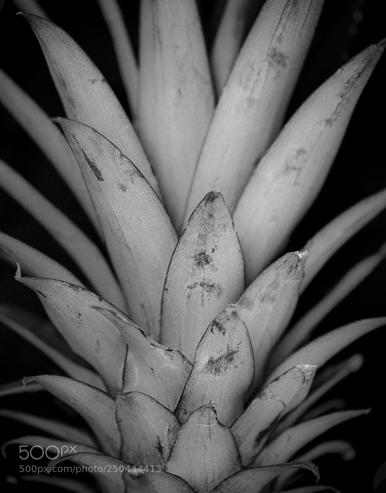 Canon EOS 5D Mark II sample photo. Abstract leaves photography