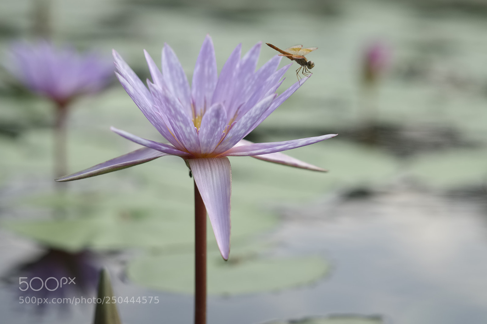 Fujifilm X-T1 sample photo. Lotus & dragonfly photography