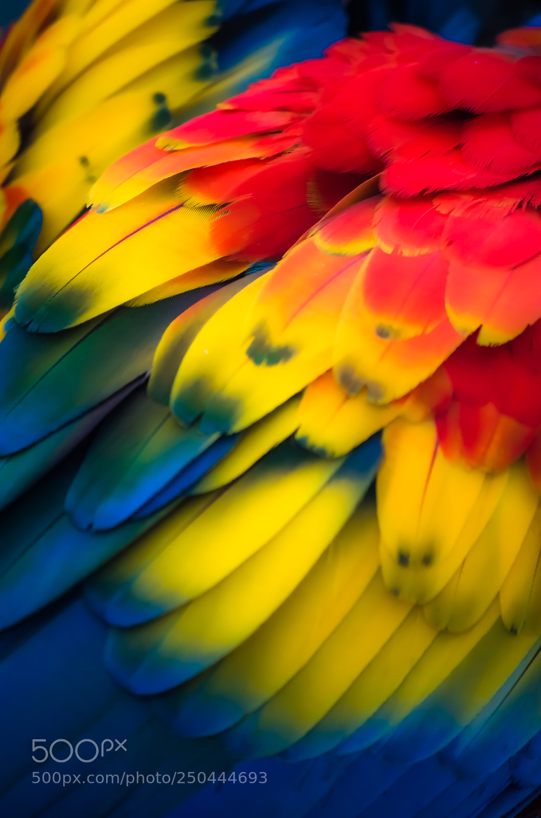 Pentax K-50 sample photo. Macaw feathering photography