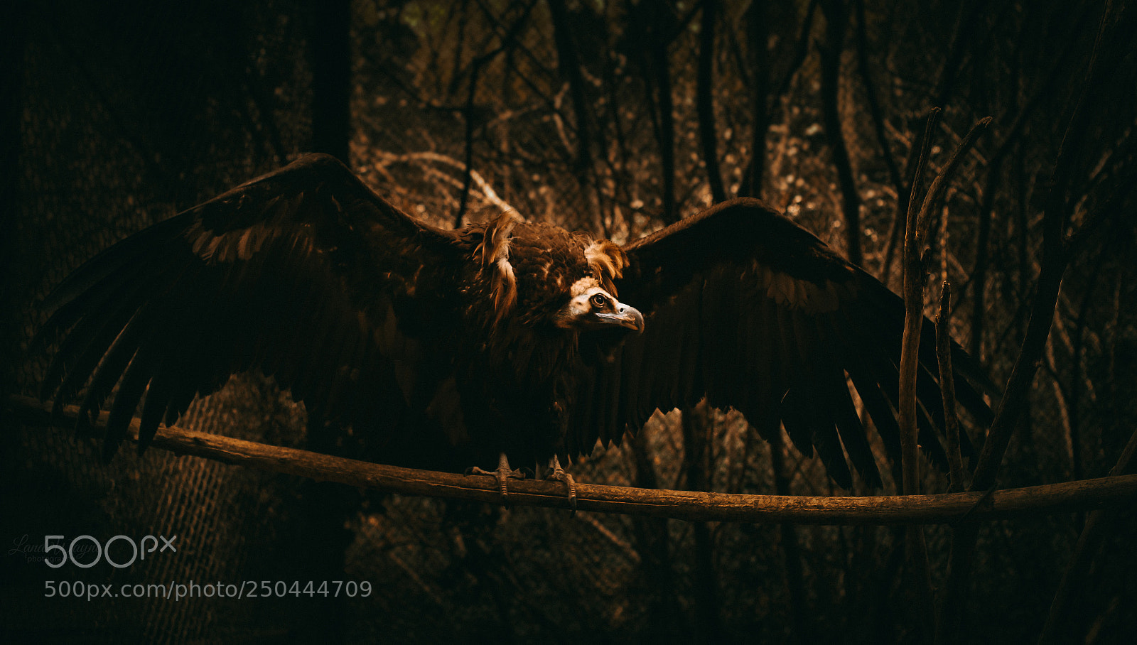 Canon EOS 7D Mark II sample photo. Vulture photography
