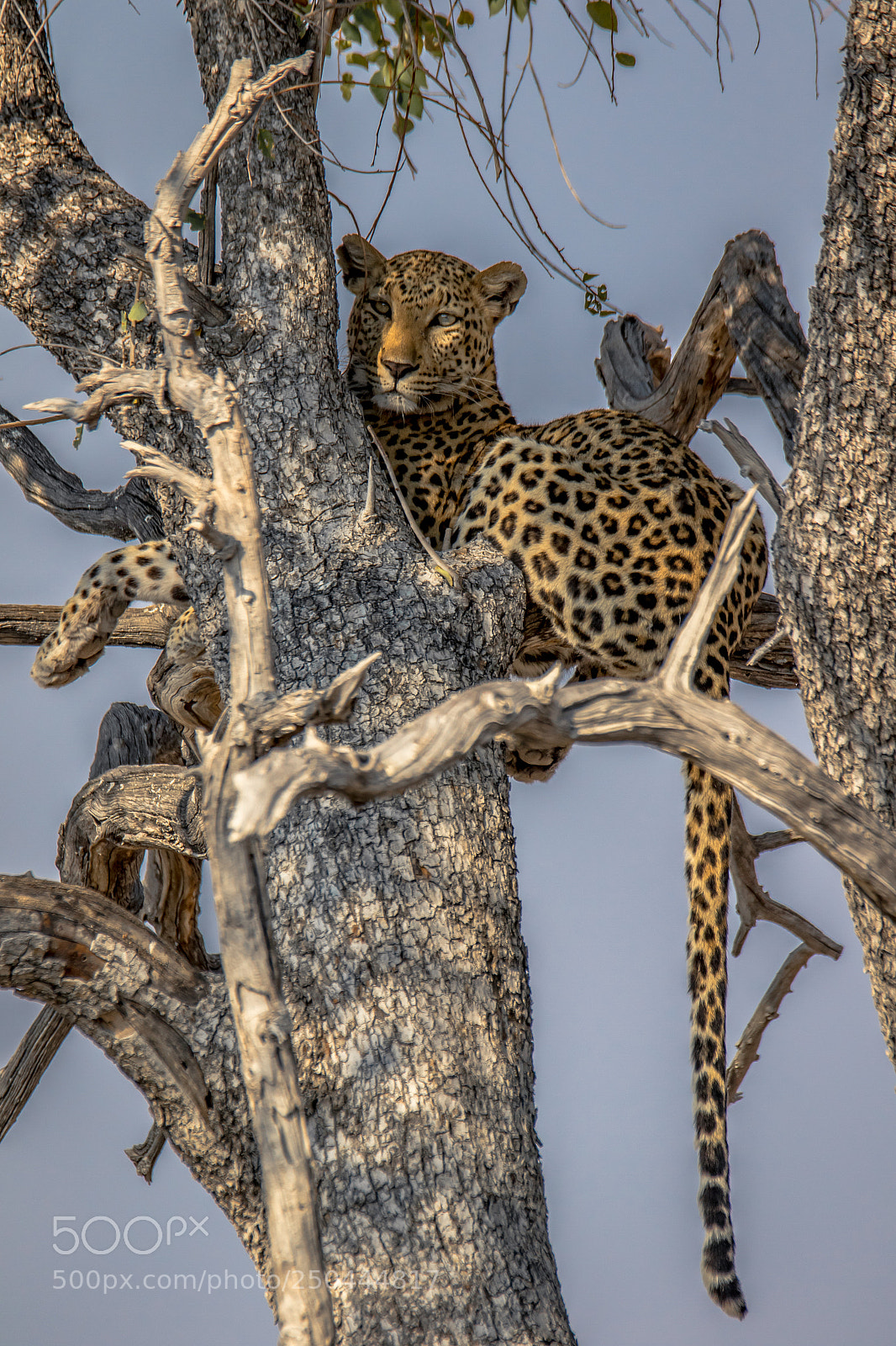 Canon EOS 7D Mark II sample photo. Leopard photography
