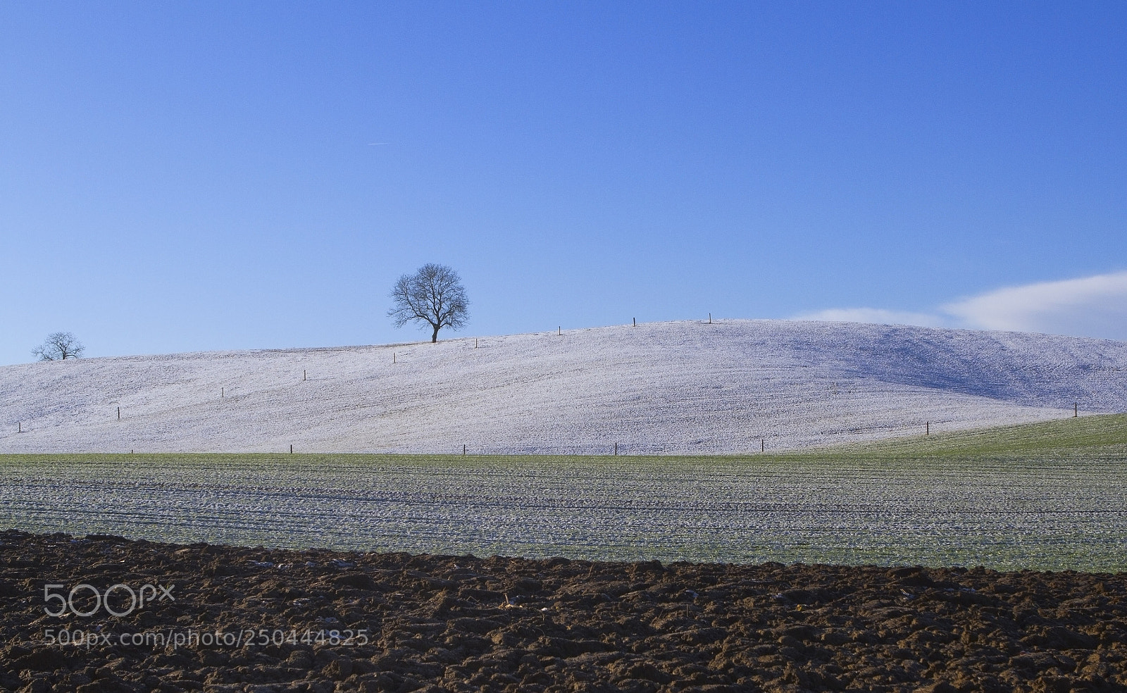 Canon EOS 7D sample photo. Tree photography