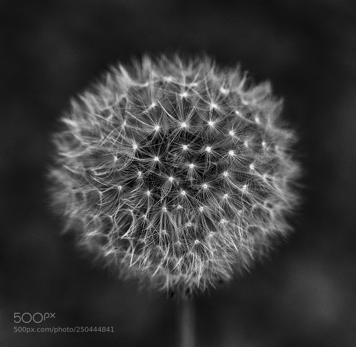 Nikon D610 sample photo. Dandelion in black and photography