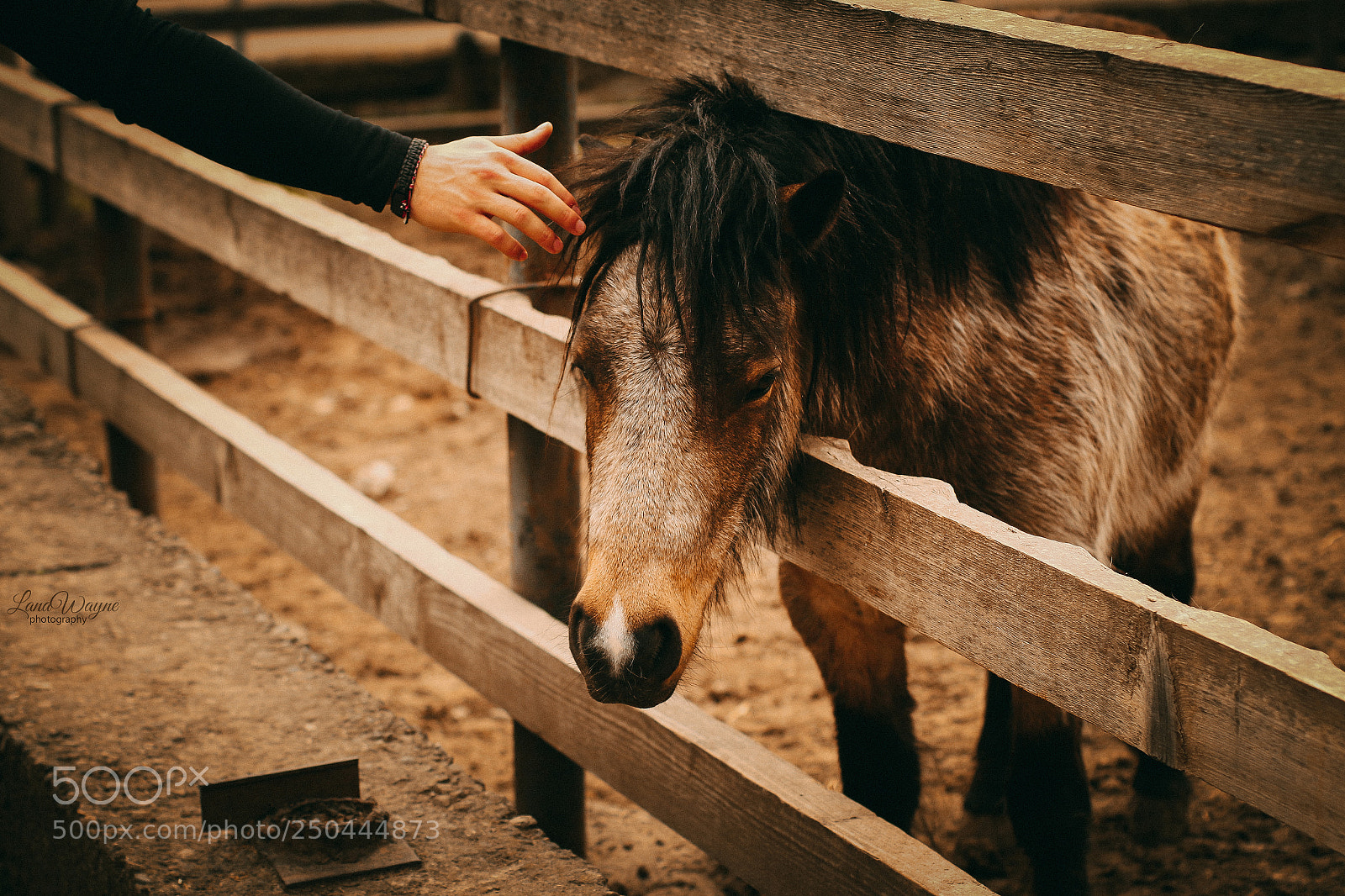 Canon EOS 7D Mark II sample photo. Horse photography