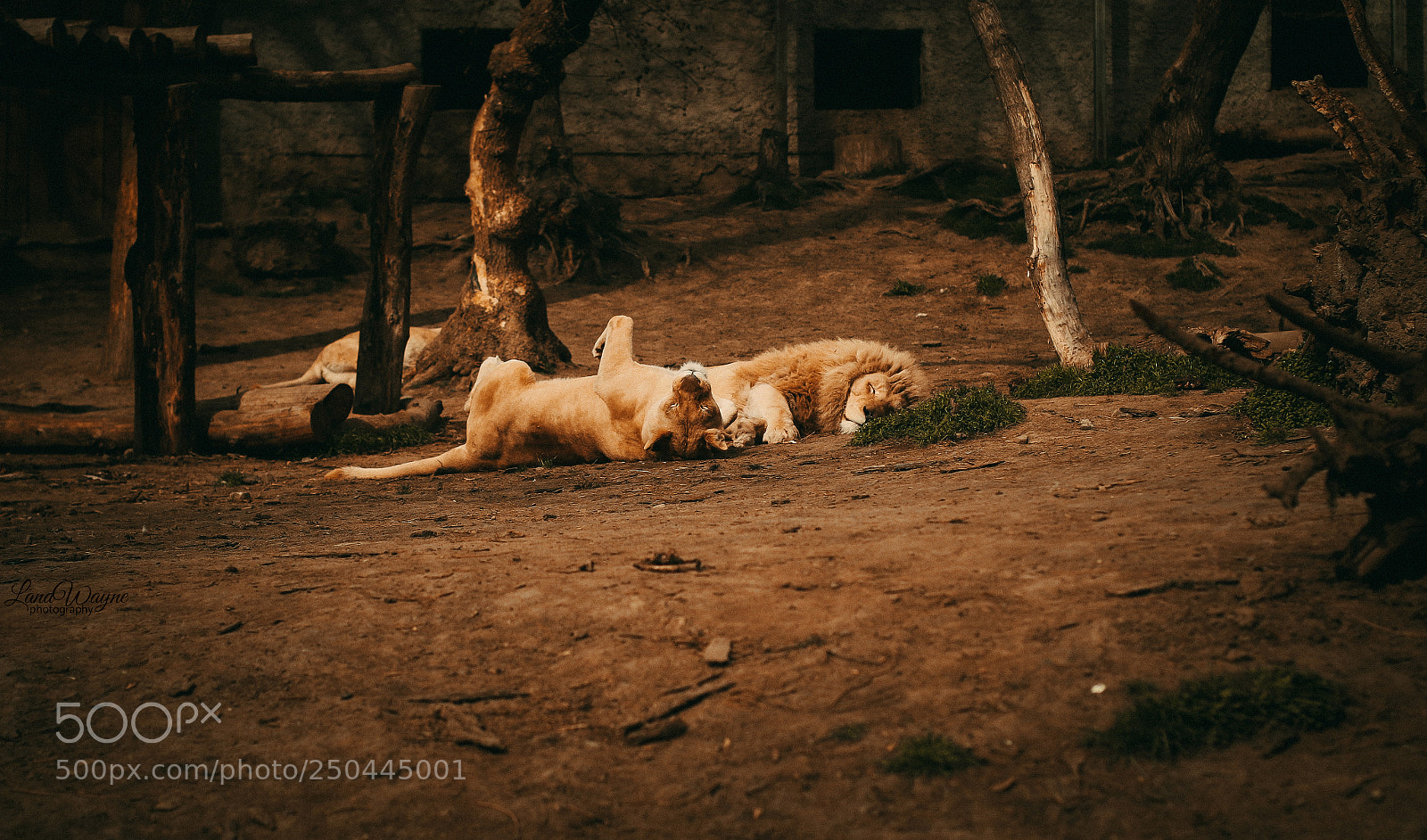 Canon EOS 7D Mark II sample photo. Lions family photography