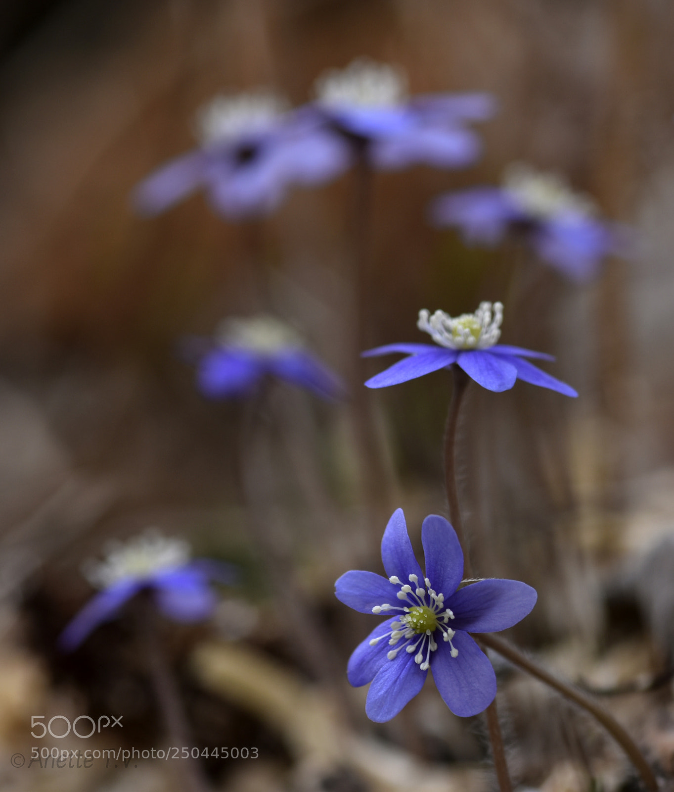 Nikon D5500 sample photo. Family blue ! photography