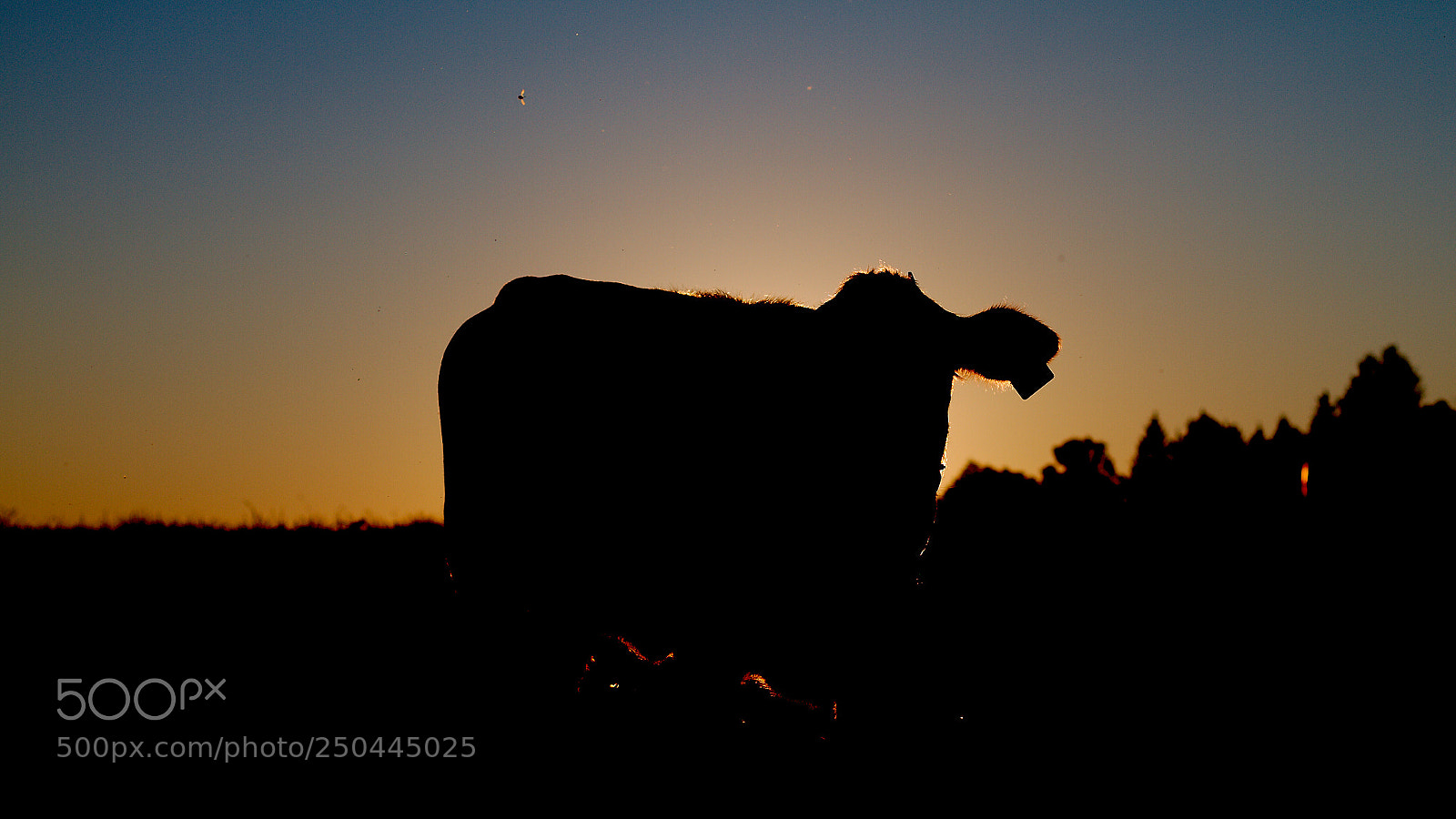 Canon EOS 7D sample photo. Shadow of a cow photography