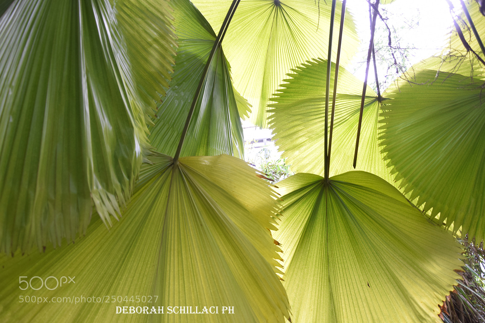 Nikon D3300 sample photo. Foglie leaf photography