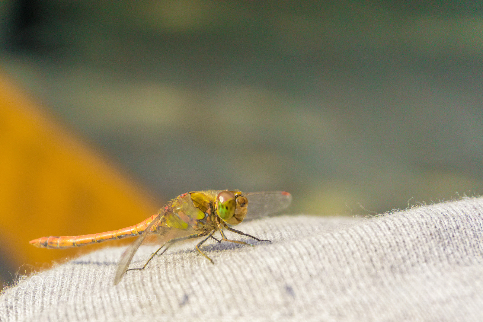 Sony a6000 sample photo. Dsc photography