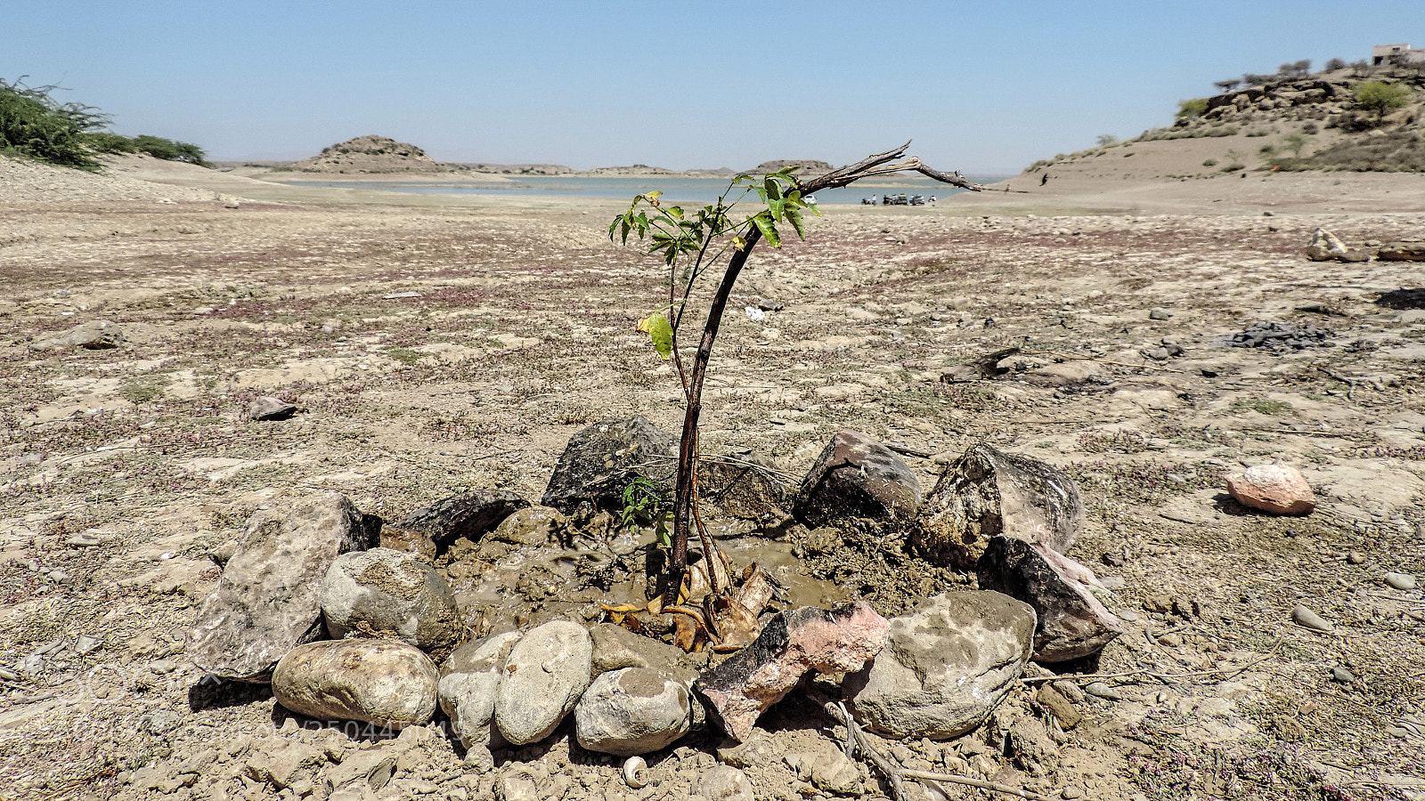 Nikon Coolpix P520 sample photo. Tree plantation photography