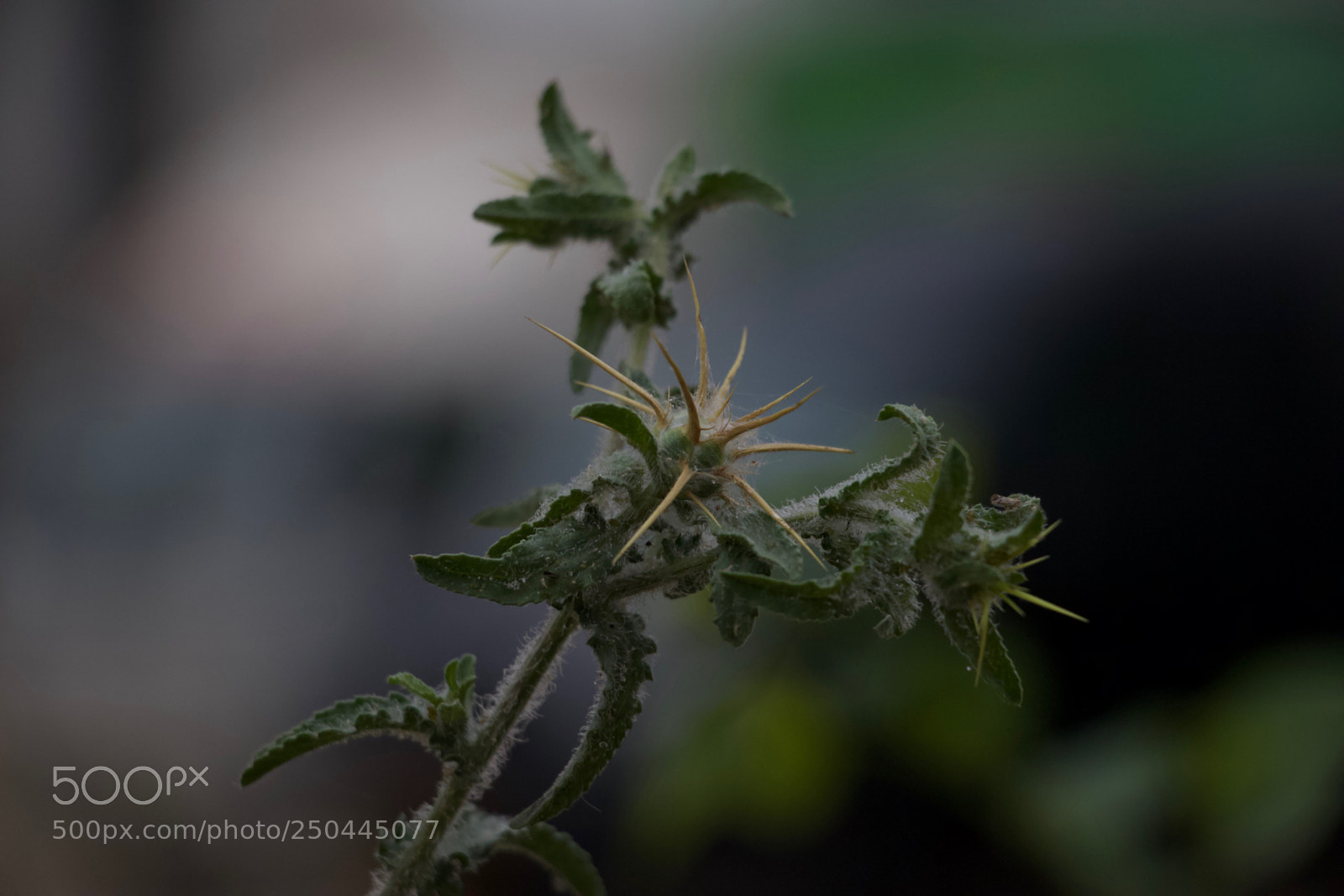 Canon EOS 70D sample photo. Img photography