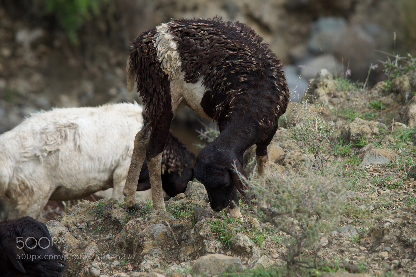 Nikon D3300 sample photo. Goat photography
