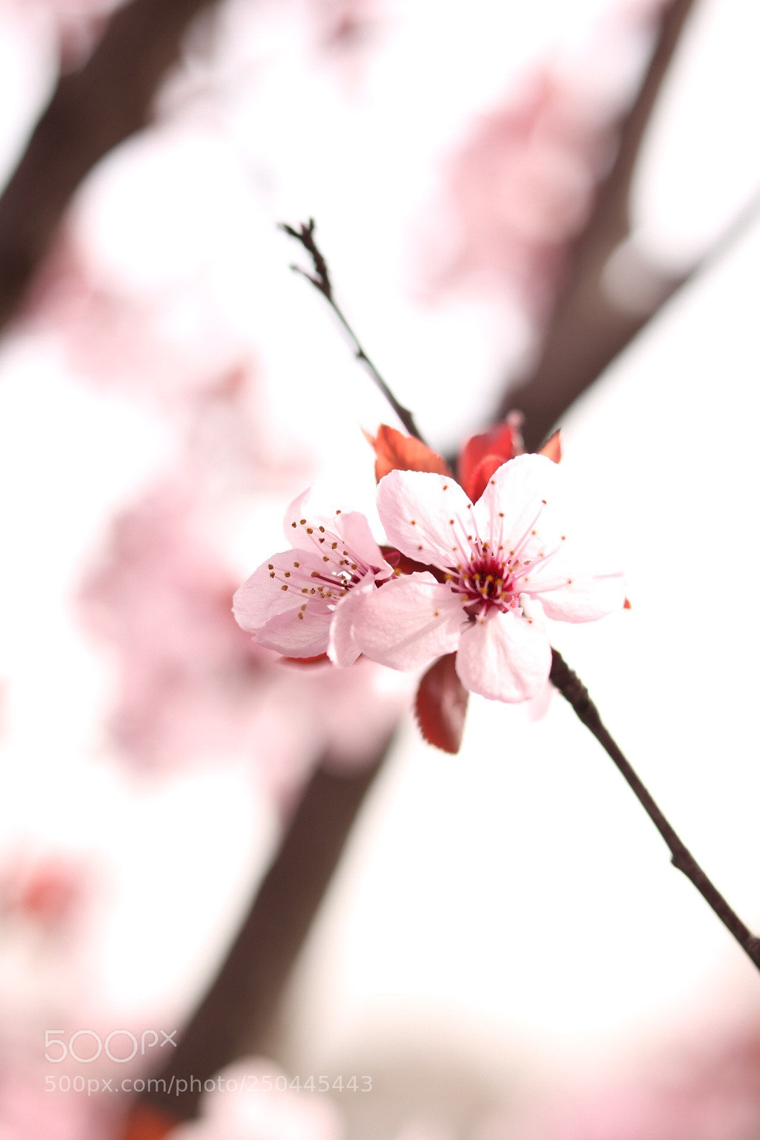 Canon EOS 750D (EOS Rebel T6i / EOS Kiss X8i) sample photo. Untitled photography