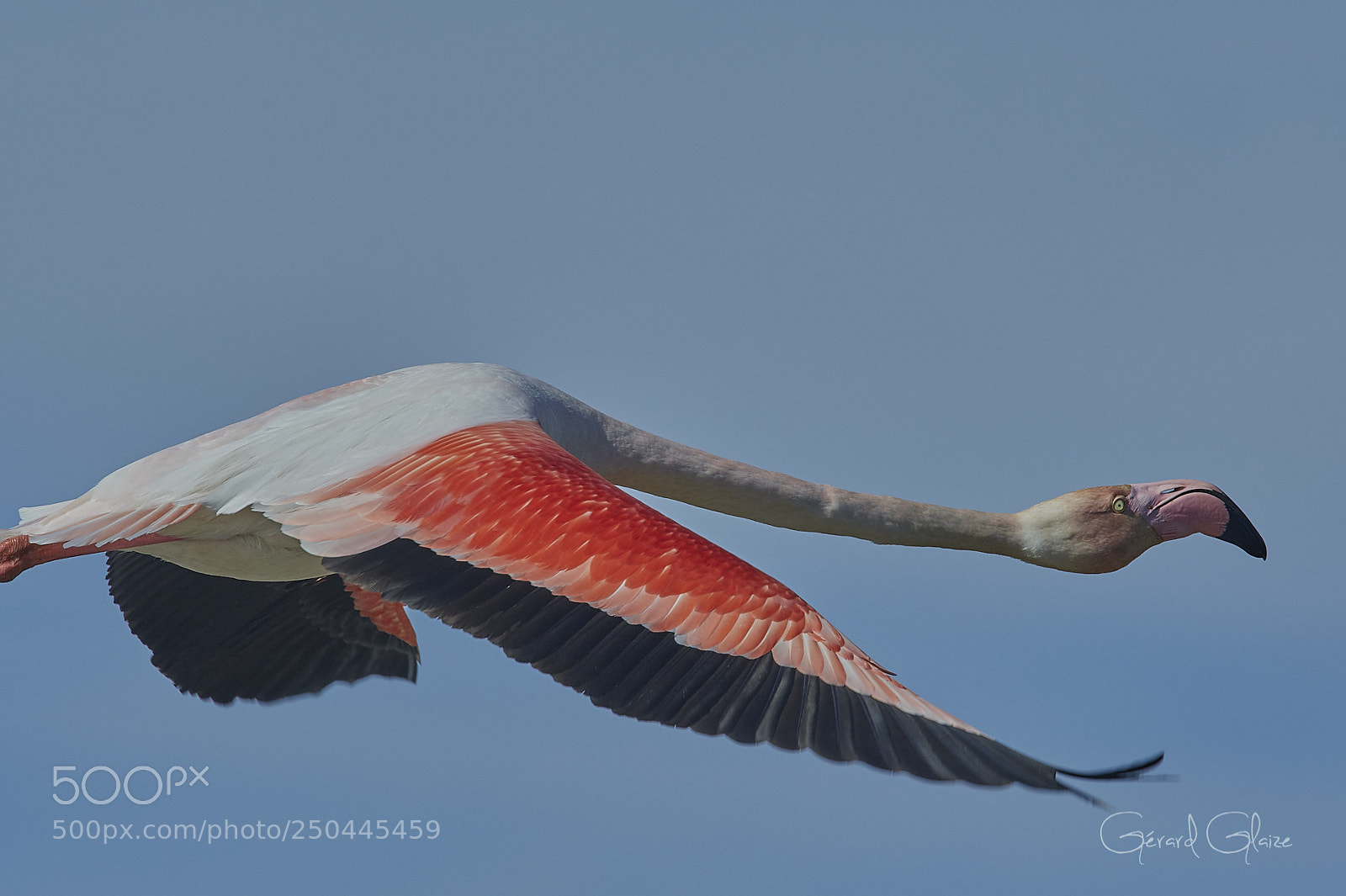 Nikon D500 sample photo. Greater flamingo photography