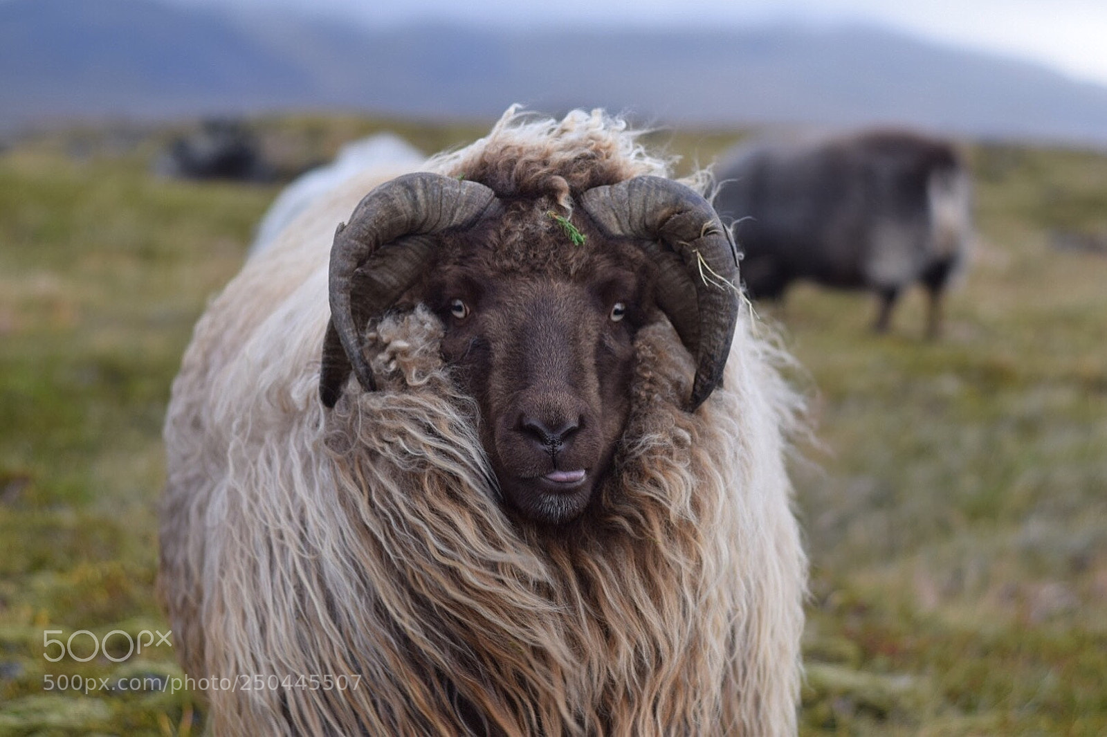 Nikon D5300 sample photo. Icelandic sheep  photography