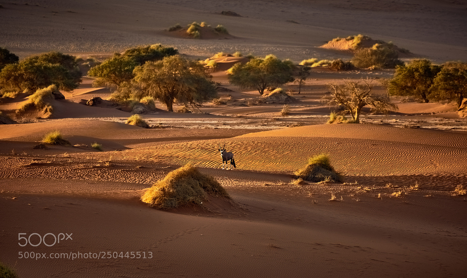 Canon EOS 5D Mark IV sample photo. Oryx antelope in the photography