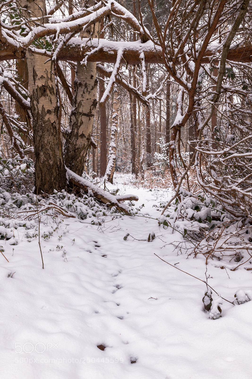 Nikon D850 sample photo. Into the woods photography
