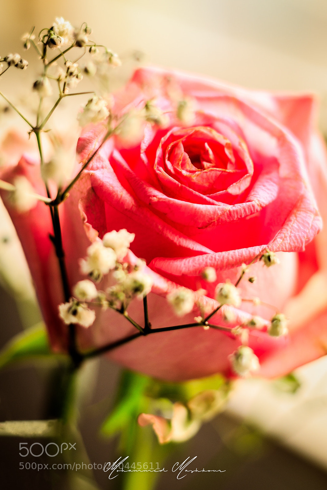 Canon EOS 7D Mark II sample photo. Mother day gift  photography