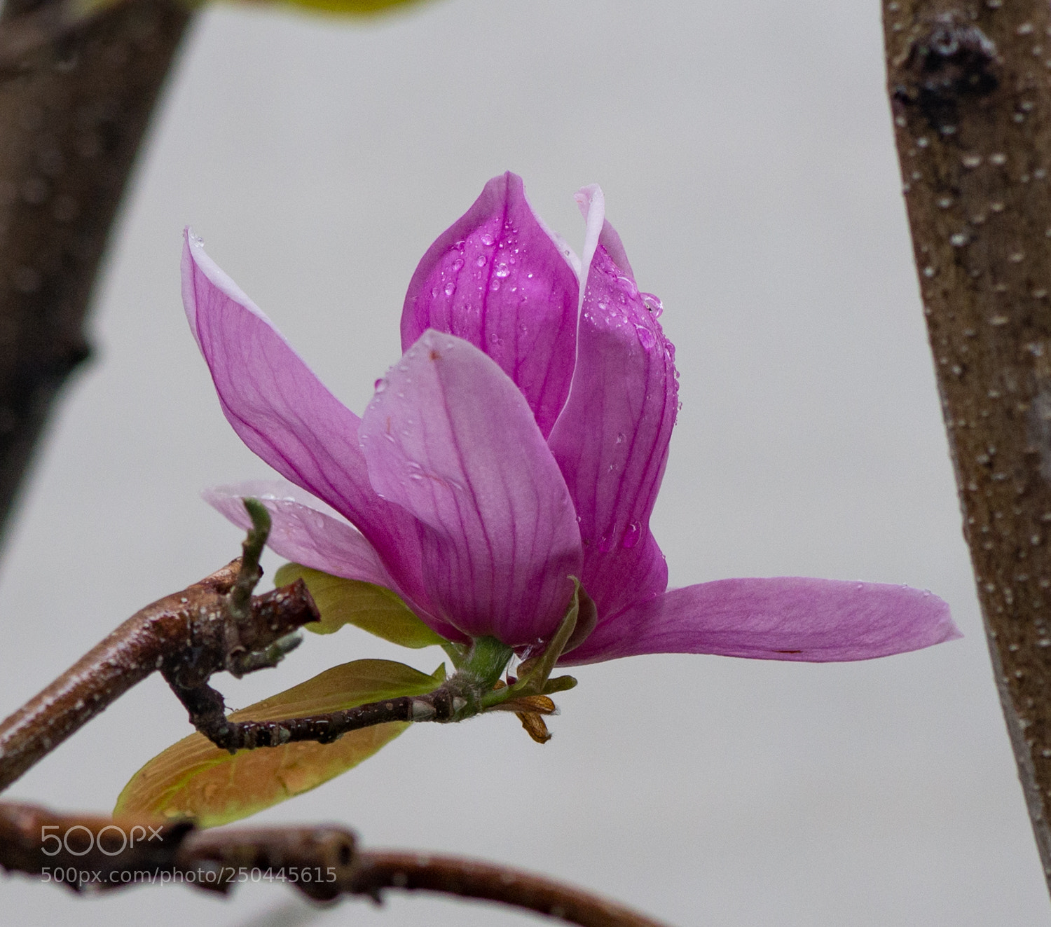 Nikon D610 sample photo. Nicely framed flower photography