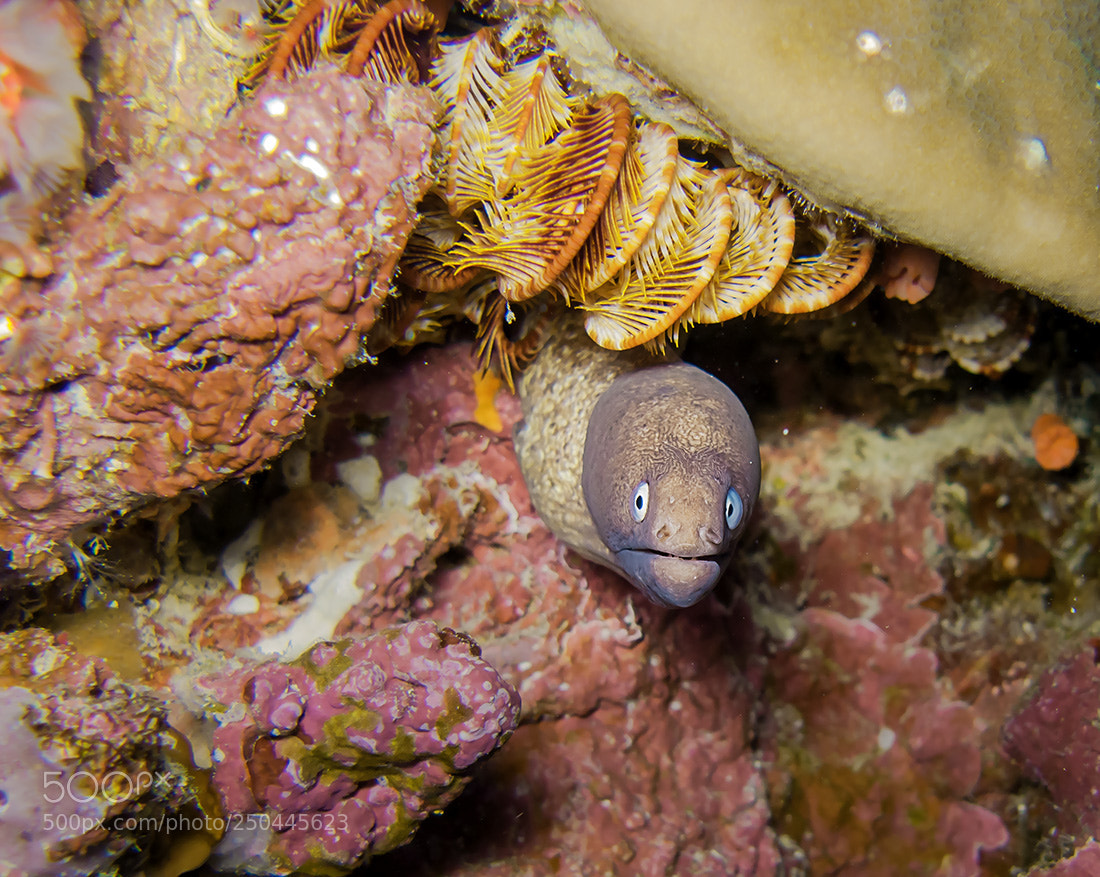 Canon POWERSHOT G9 sample photo. Crinoid star-fish and moray photography