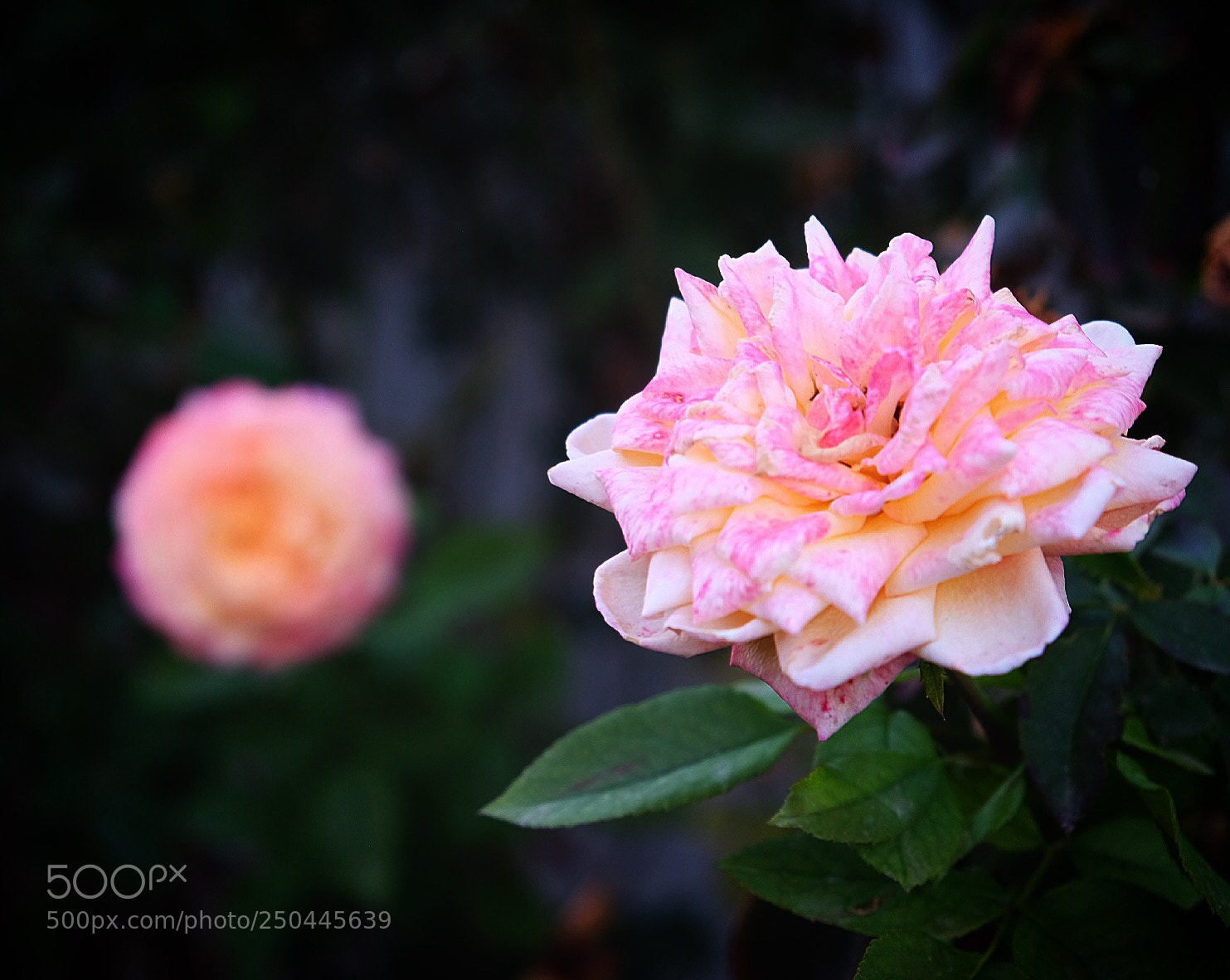 Fujifilm X-T10 sample photo. Untitled photography