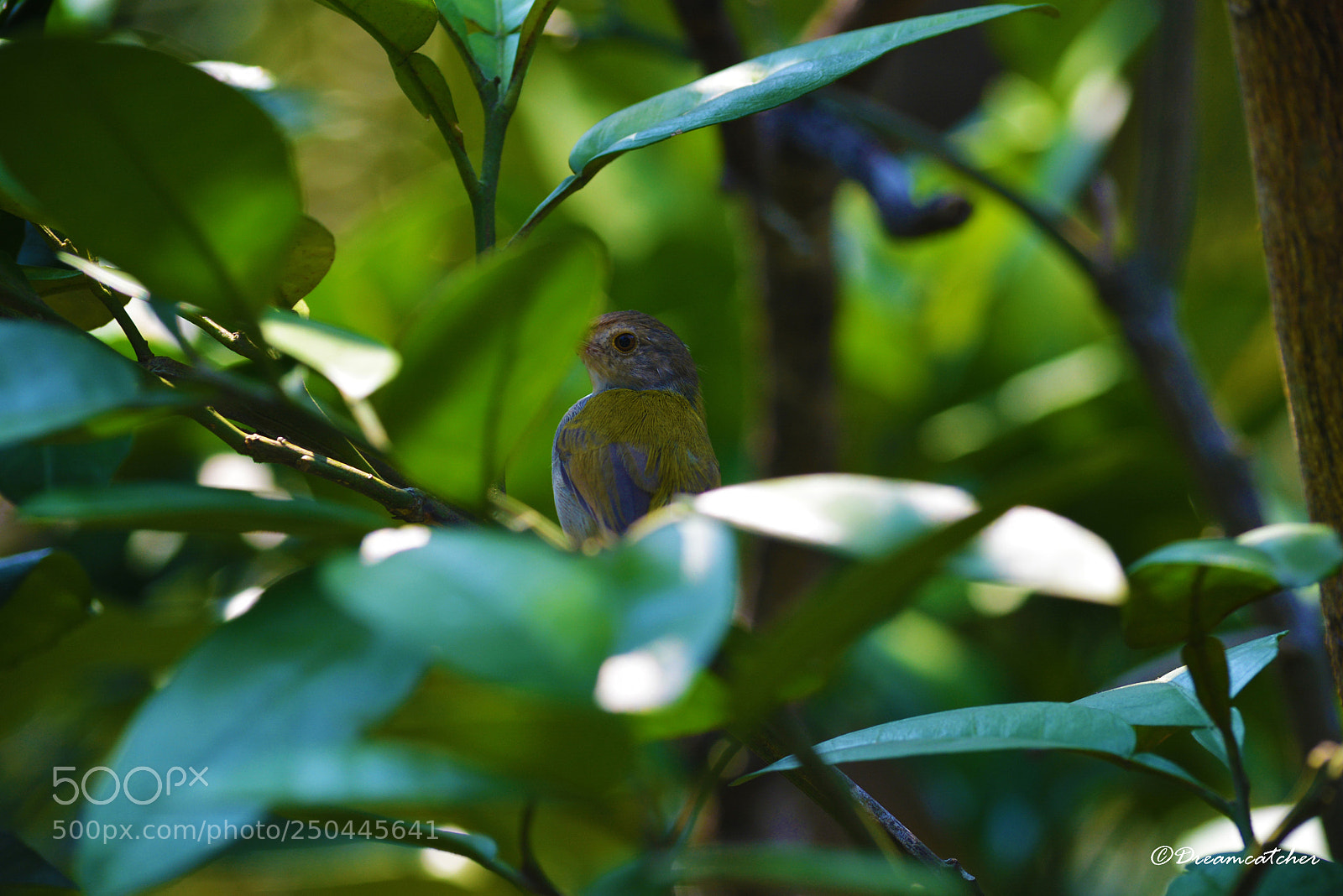 Nikon D5200 sample photo. Taylor bird photography